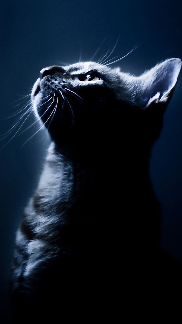 cat iPhone 5s Wallpapers | iPhone Wallpapers, iPad wallpapers One ...