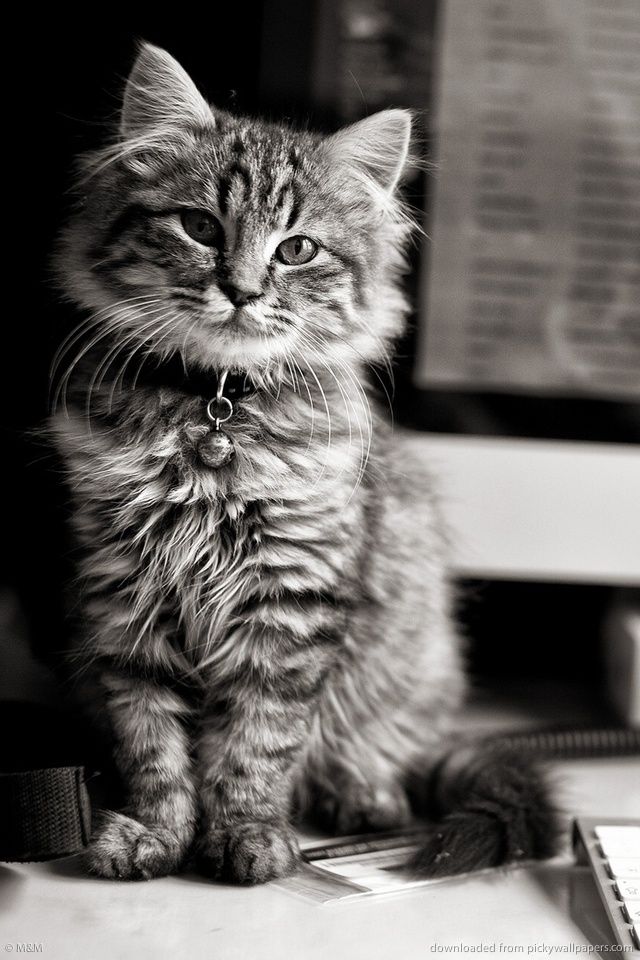 Download Cute Cat And IMac Wallpaper For iPhone 4