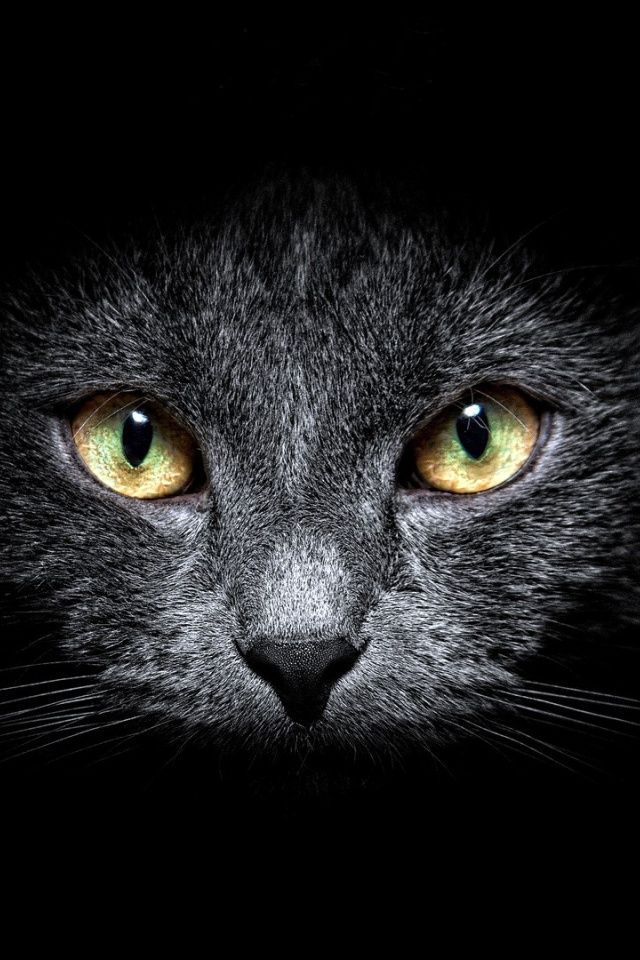 640x960 Black Cat in the Dark Iphone 4 wallpaper