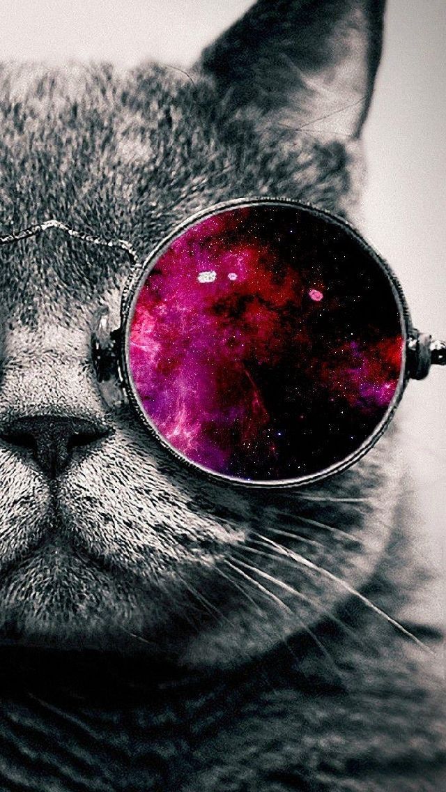 Cat free iphone wallpapers | My-HD-Wallpapers.com