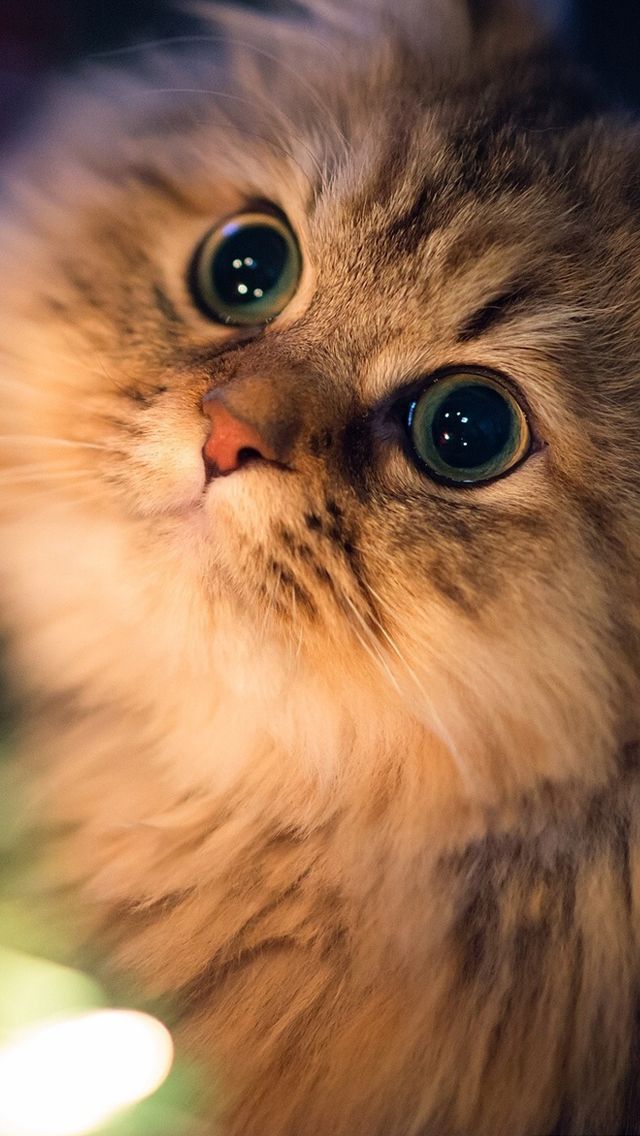 cat iPhone 5s Wallpapers | iPhone Wallpapers, iPad wallpapers One ...
