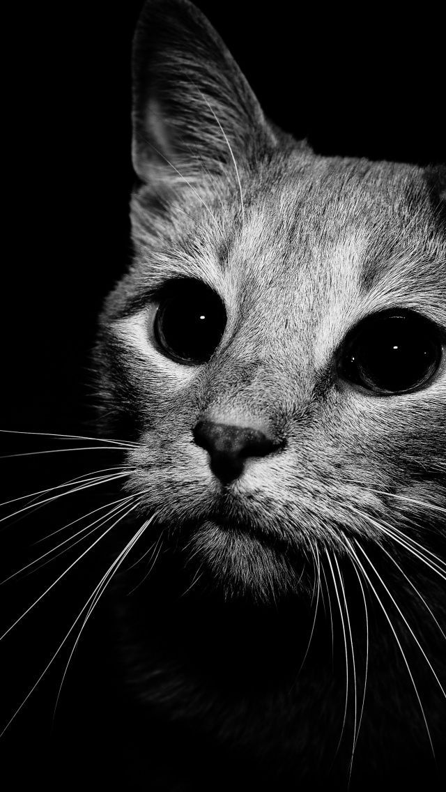 Cat In Black And White iPhone 5 Wallpaper | ID: 25361