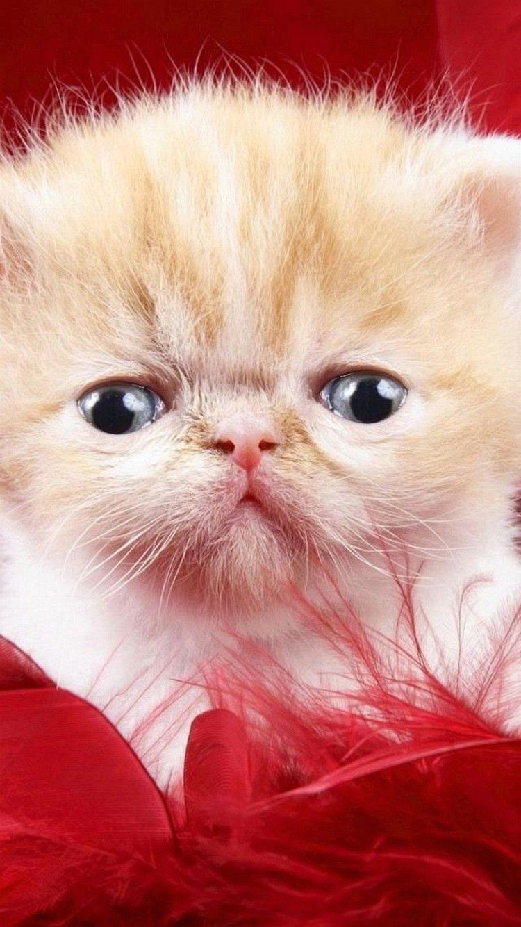 Cute Iphone Wallpapers Cat Hd. #11088 | wallpaperwide