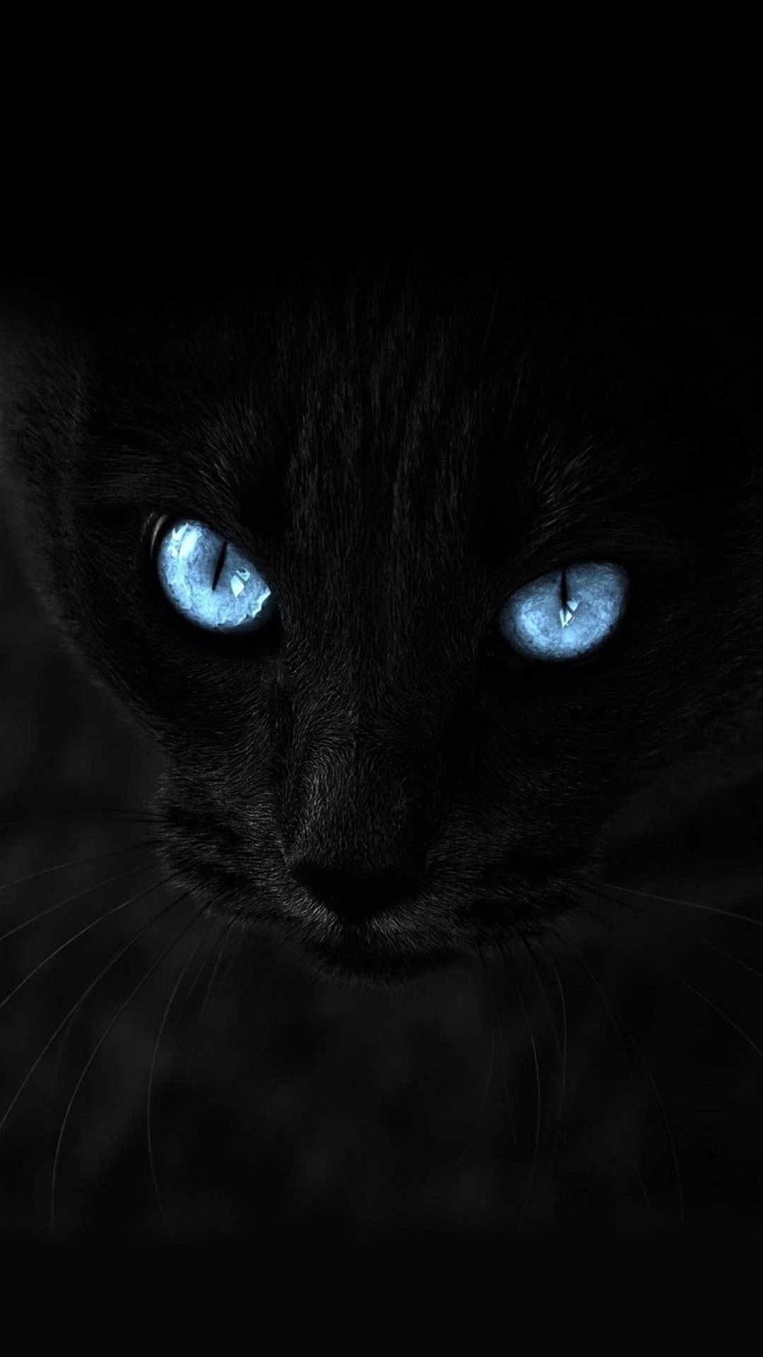 Wallpaper Iphone 6 Plus Cat Blue Eyes 5 5 Inches - 1080 x 1920 ...