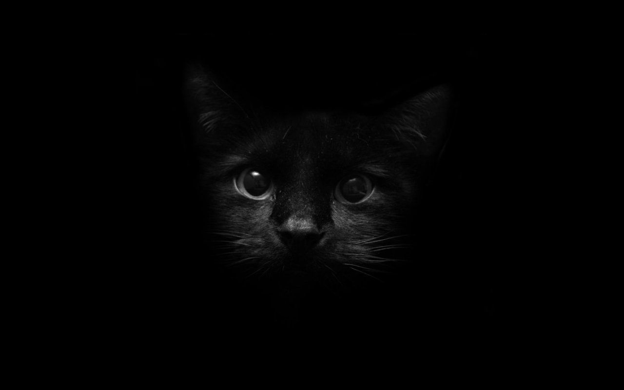 Black Cat Iphone Background | Gogioo