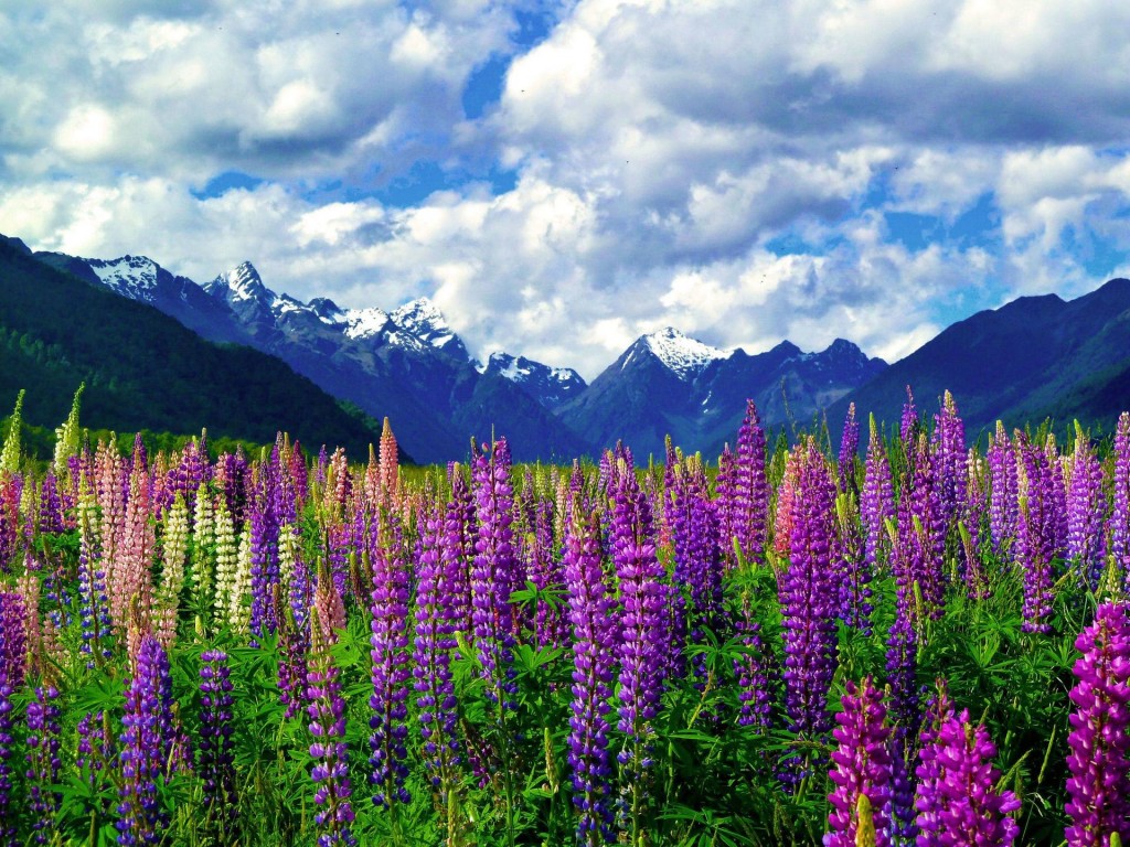 When you see these 30 photos of New Zealand you'll wonder why ...