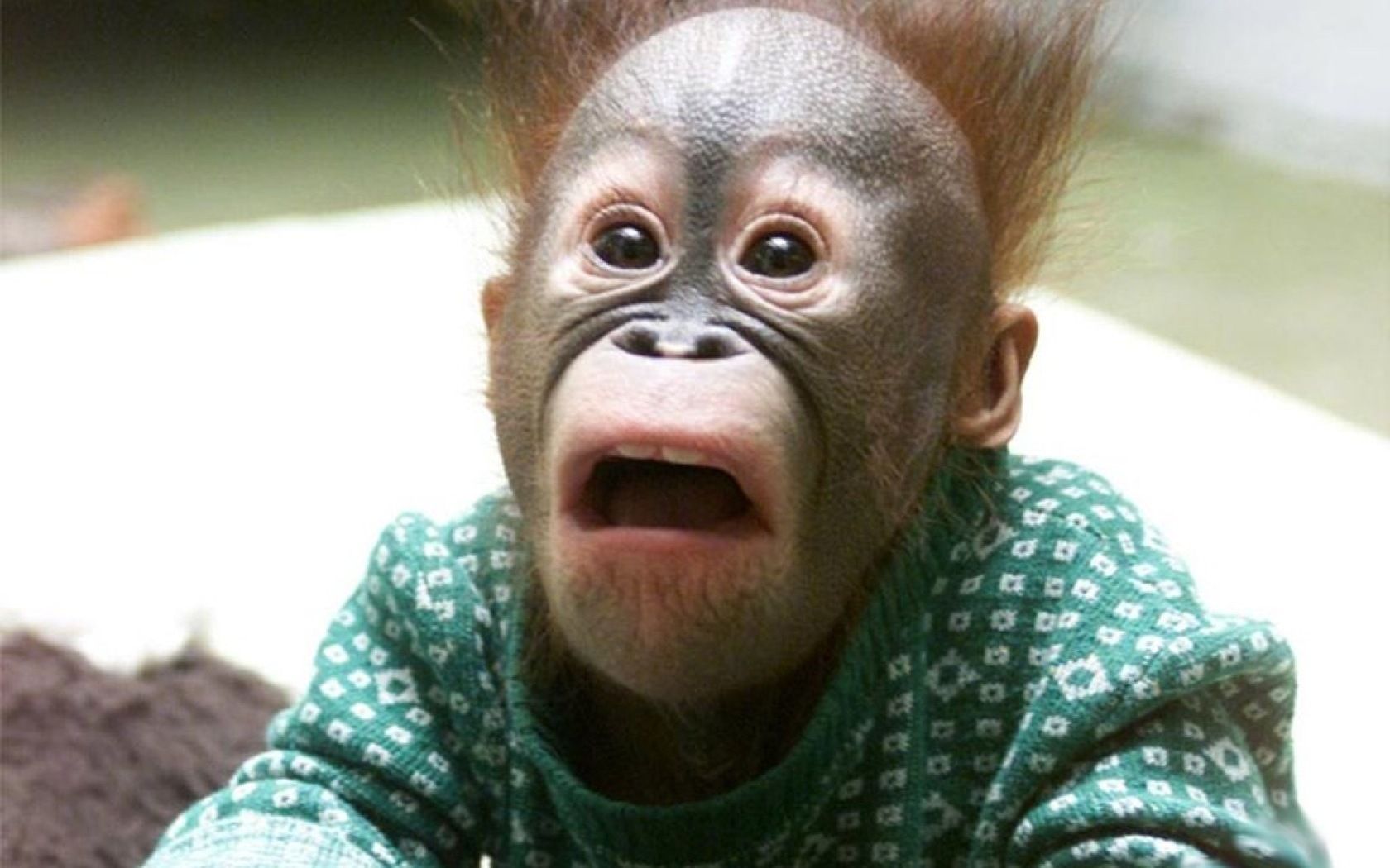 Orangutan humor funny face babies cute wallpaper | 1680x1050 ...