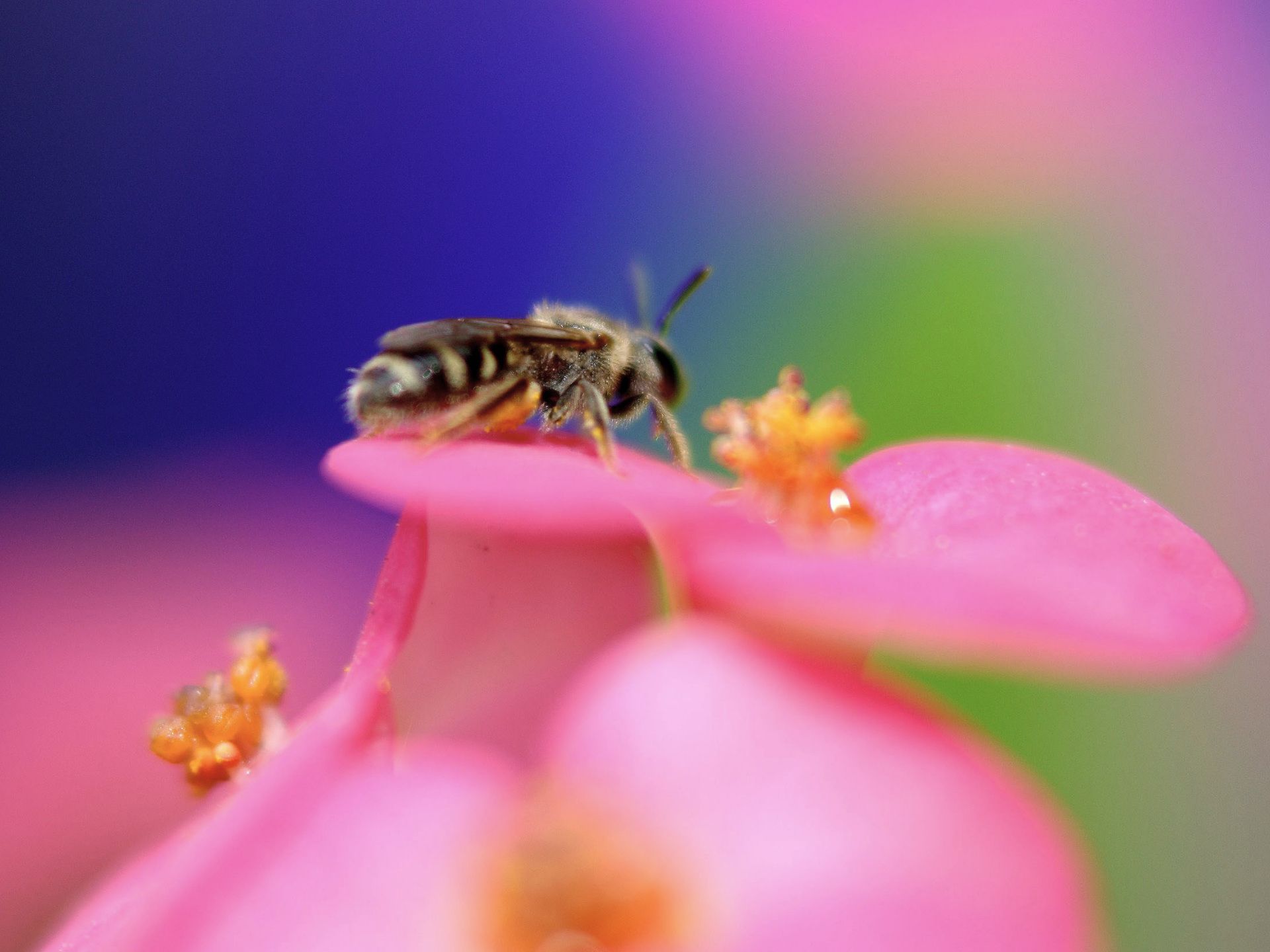 Nature wallpaper - Insects | Wallpaper free hd downloads. Iphone ...