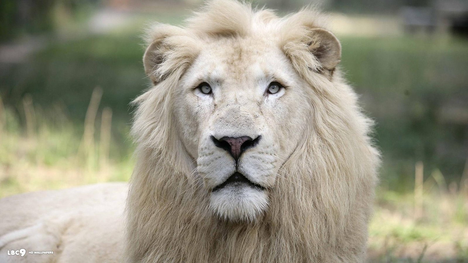 White Lion HD Live Wallpaper - Android Apps and Tests - AndroidPIT