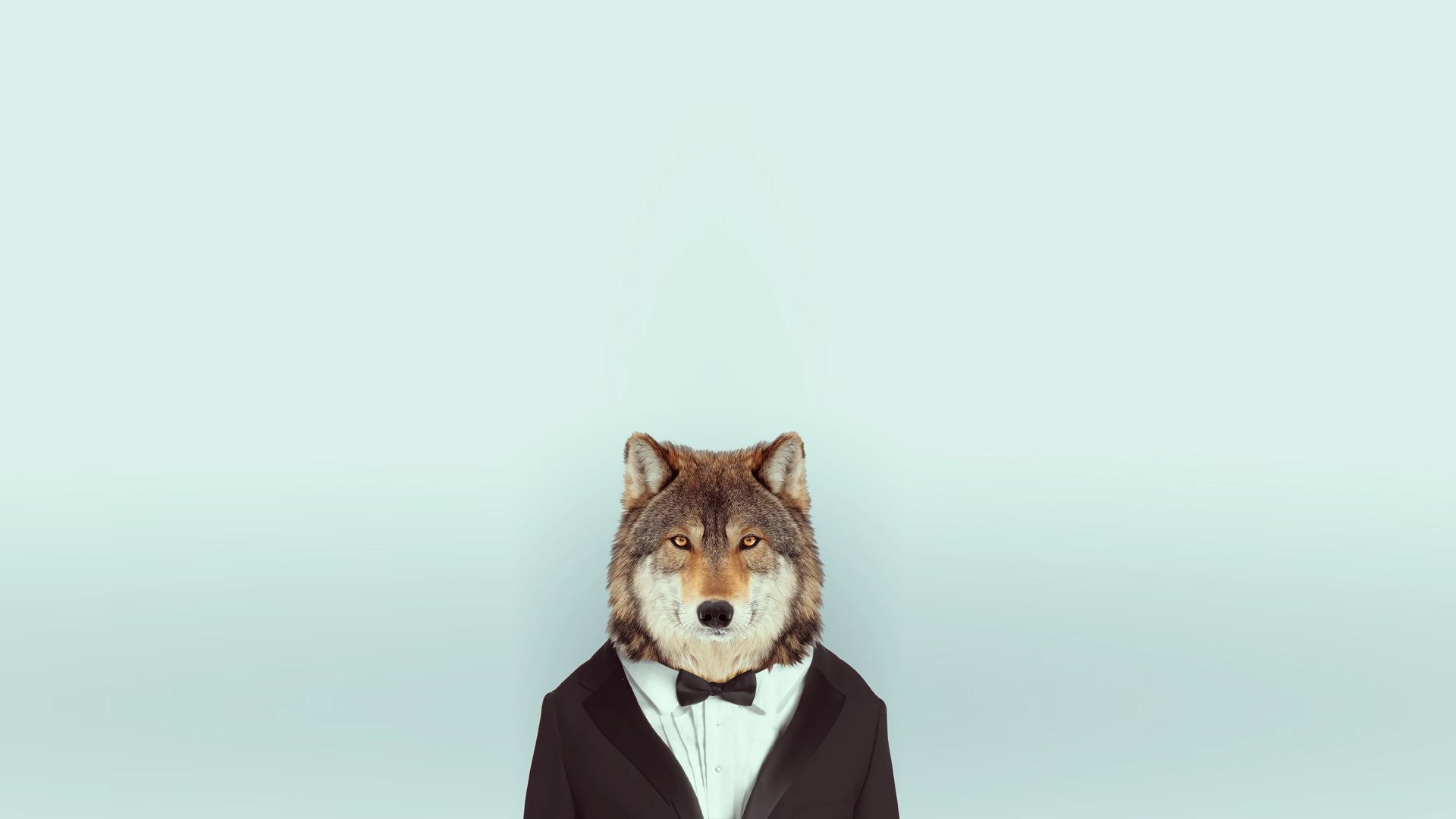 Tuxedo Wolf | Cool Wallpapers