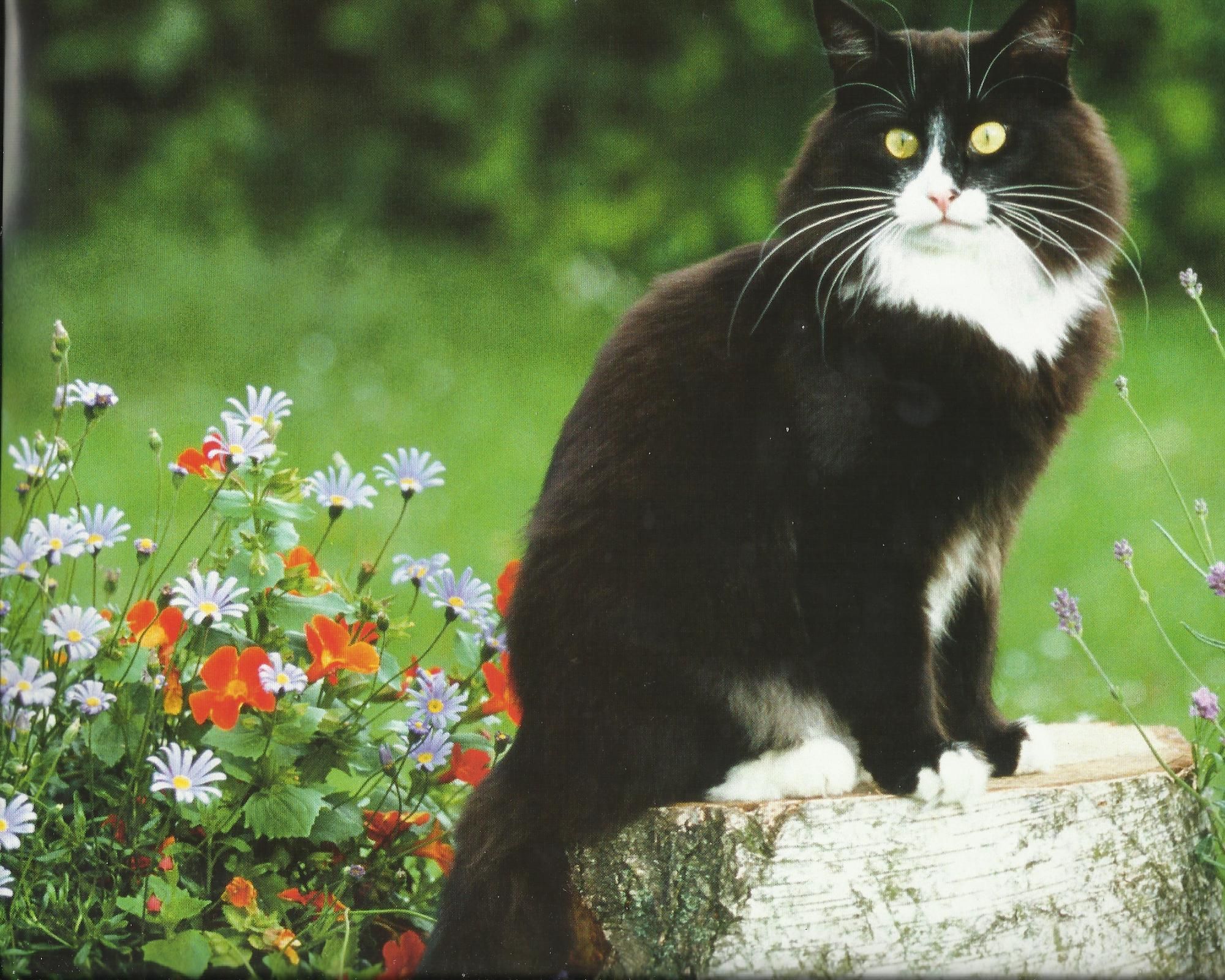 Tuxedo Cat Desktop Wallpaper | Tuxedo Cat Images | Cool Wallpapers