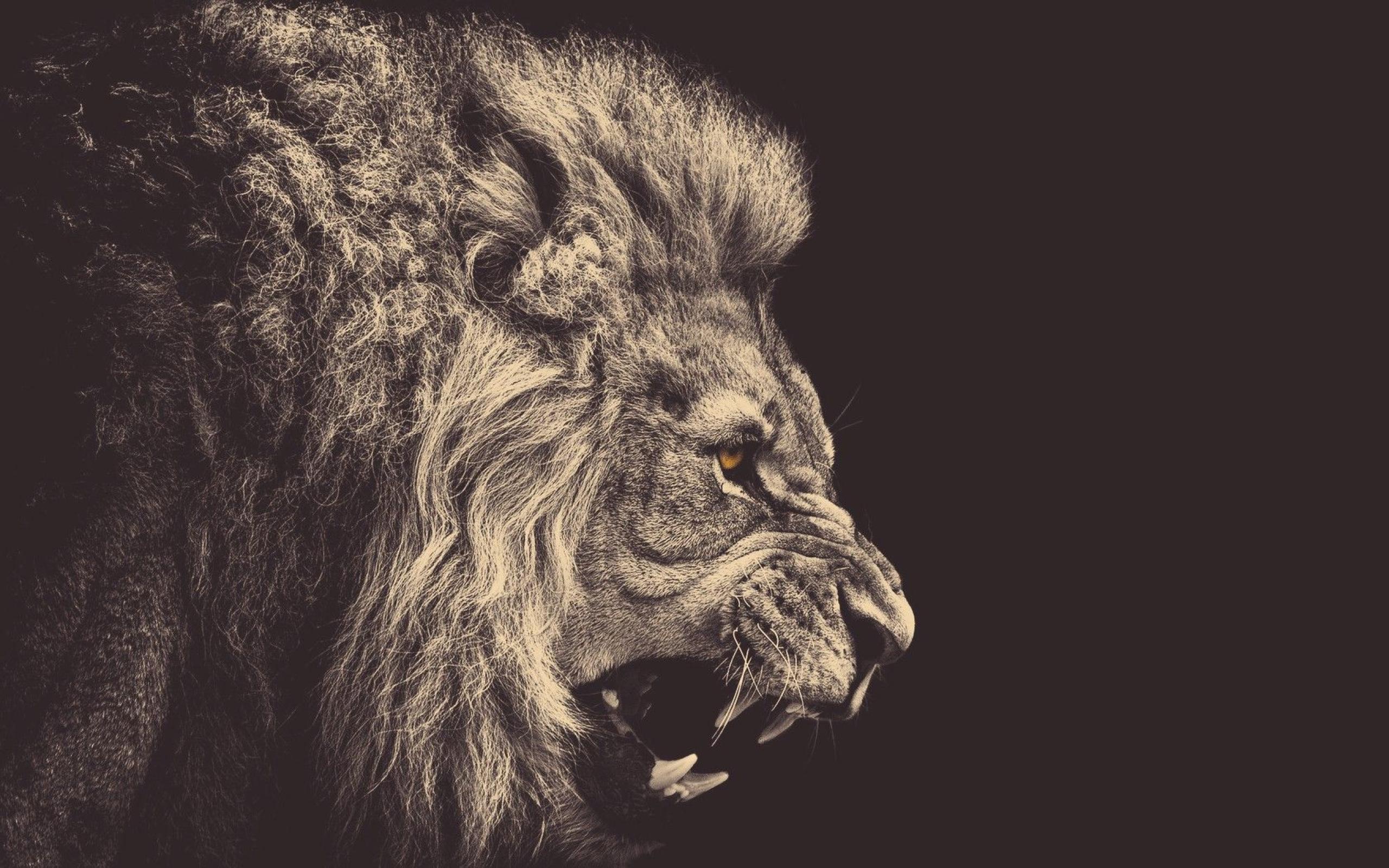 angry-lion-wallpaper-hd.jpg