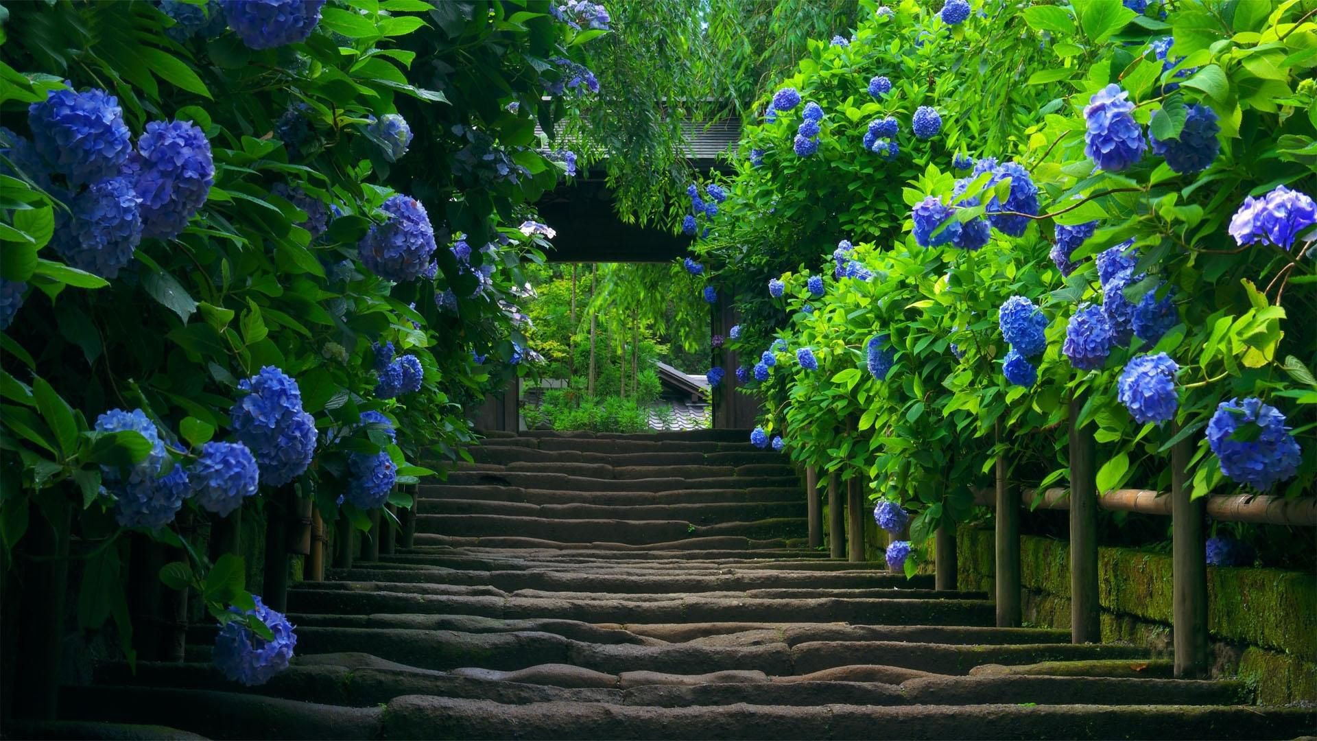 Attractive garden hd wallpapers | Latest HD Wallpapers