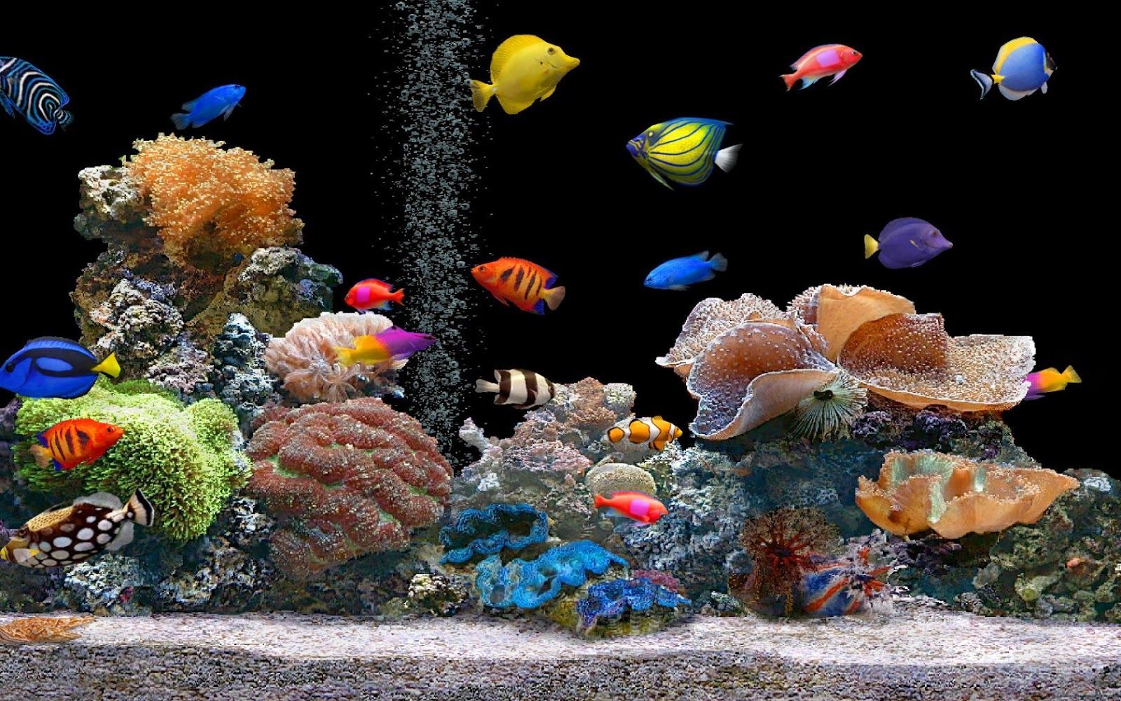 Wallpaper Bergerak Aquarium 3d Image Num 74