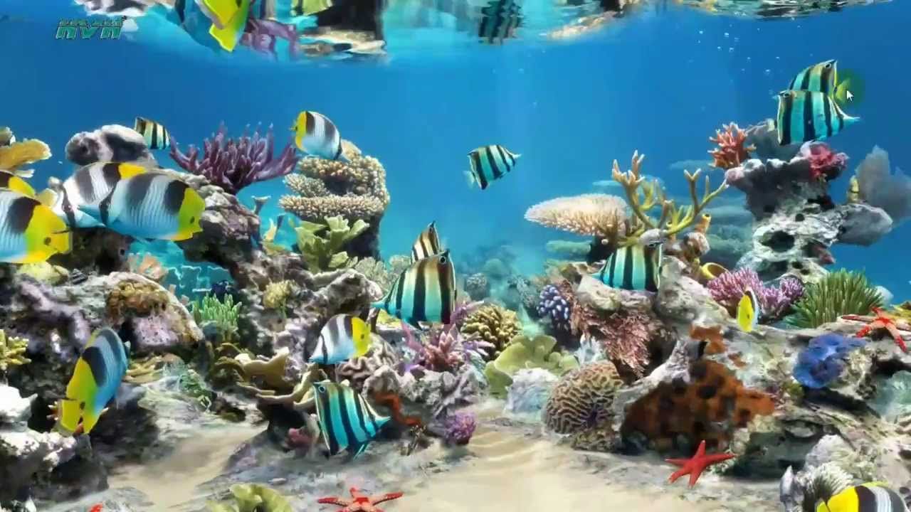 Sim Aquarium Live Wallpaper - My Desktop - YouTube