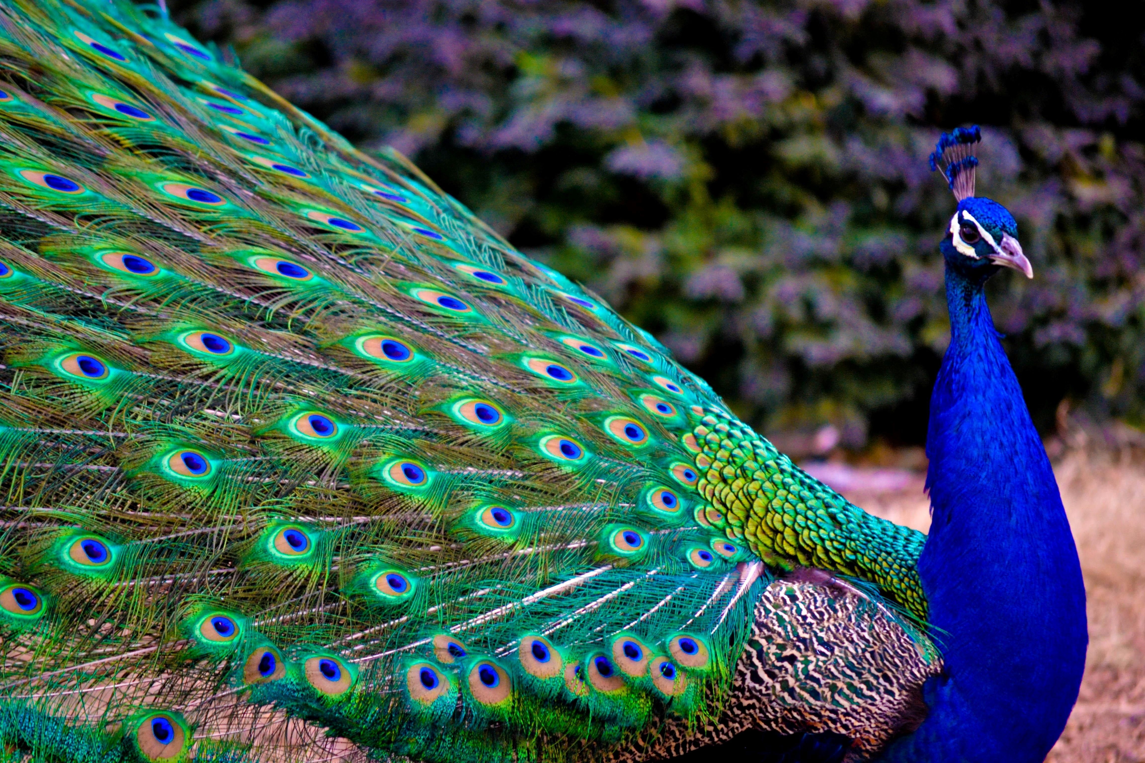 Peacock Wallpapers Free Download Colorful Birds HD Desktop Images