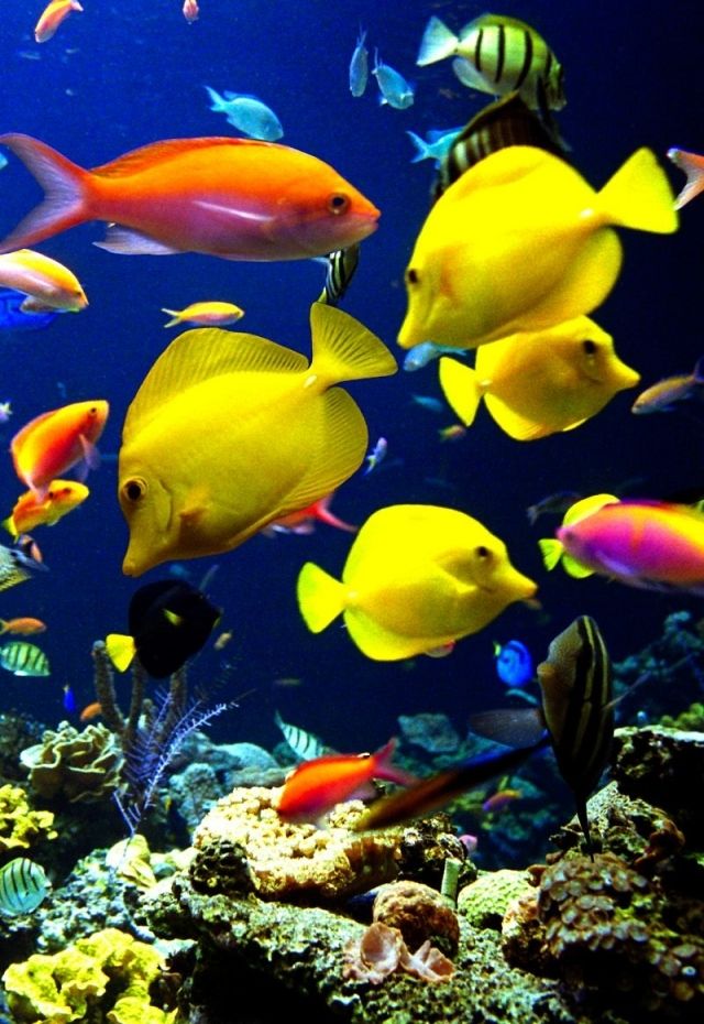 Very Nice Iphone Fish Wallpaper ~ Wallpaper & Pictures