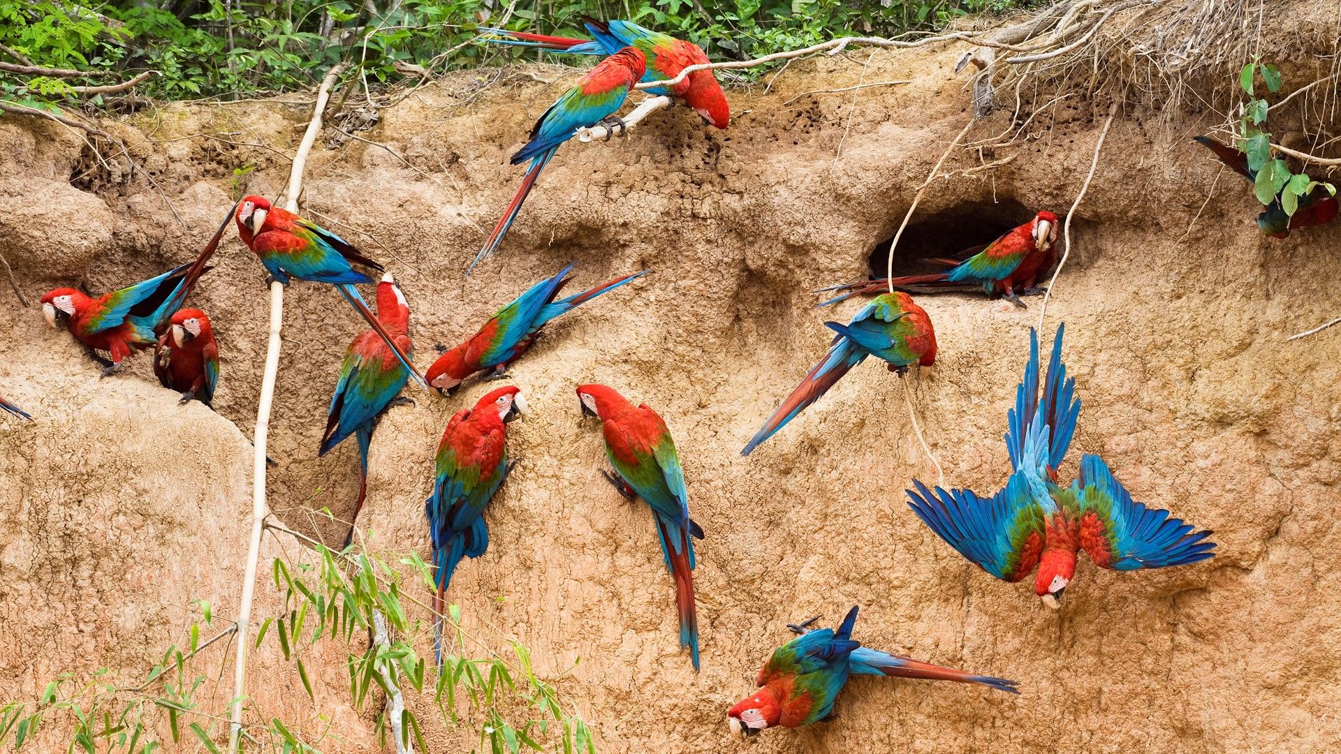 Parrot Wallpapers | Free Download Colorful Birds HD Desktop Images