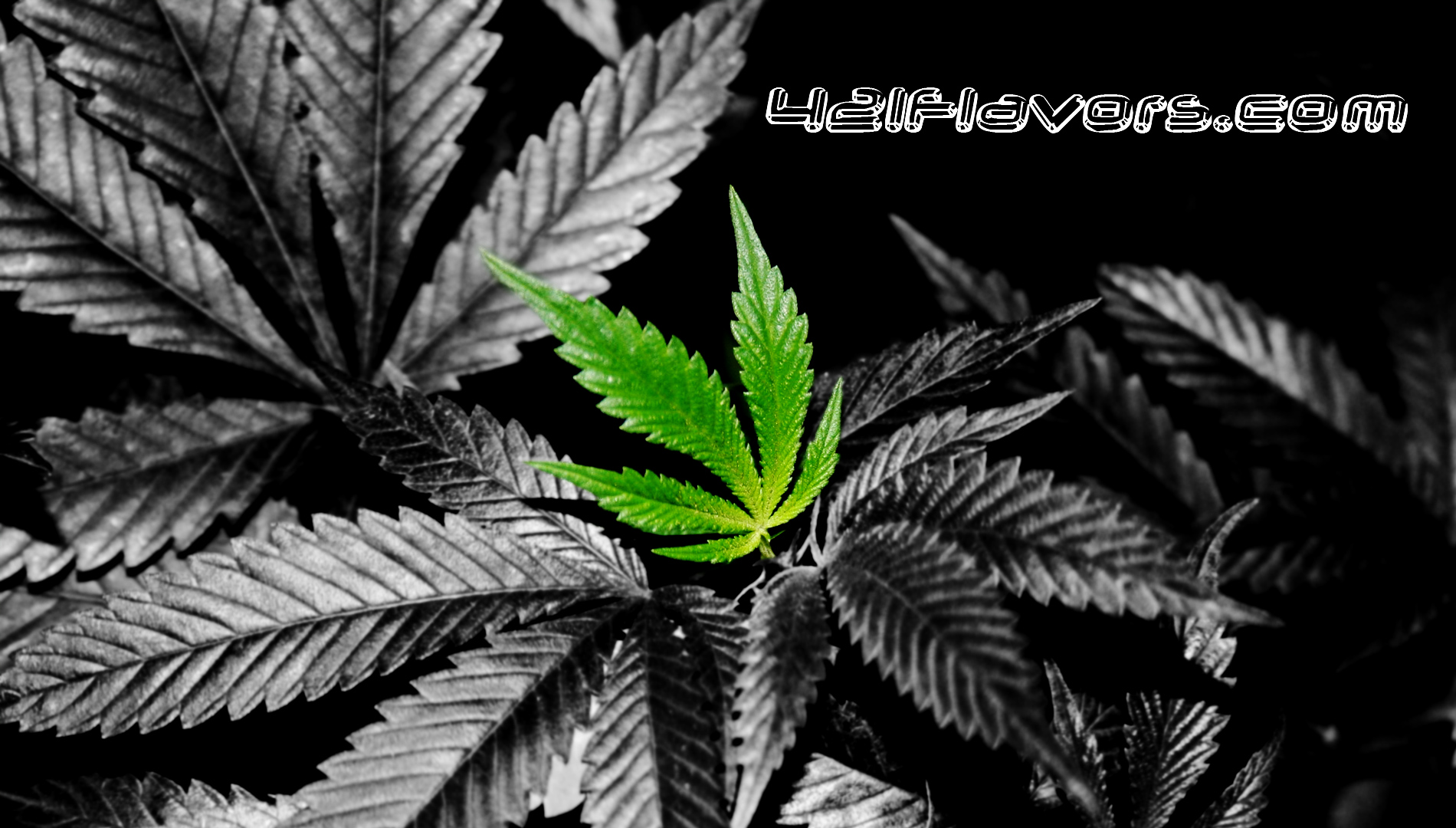 Cool weed leaf backgrounds danasrhg.top