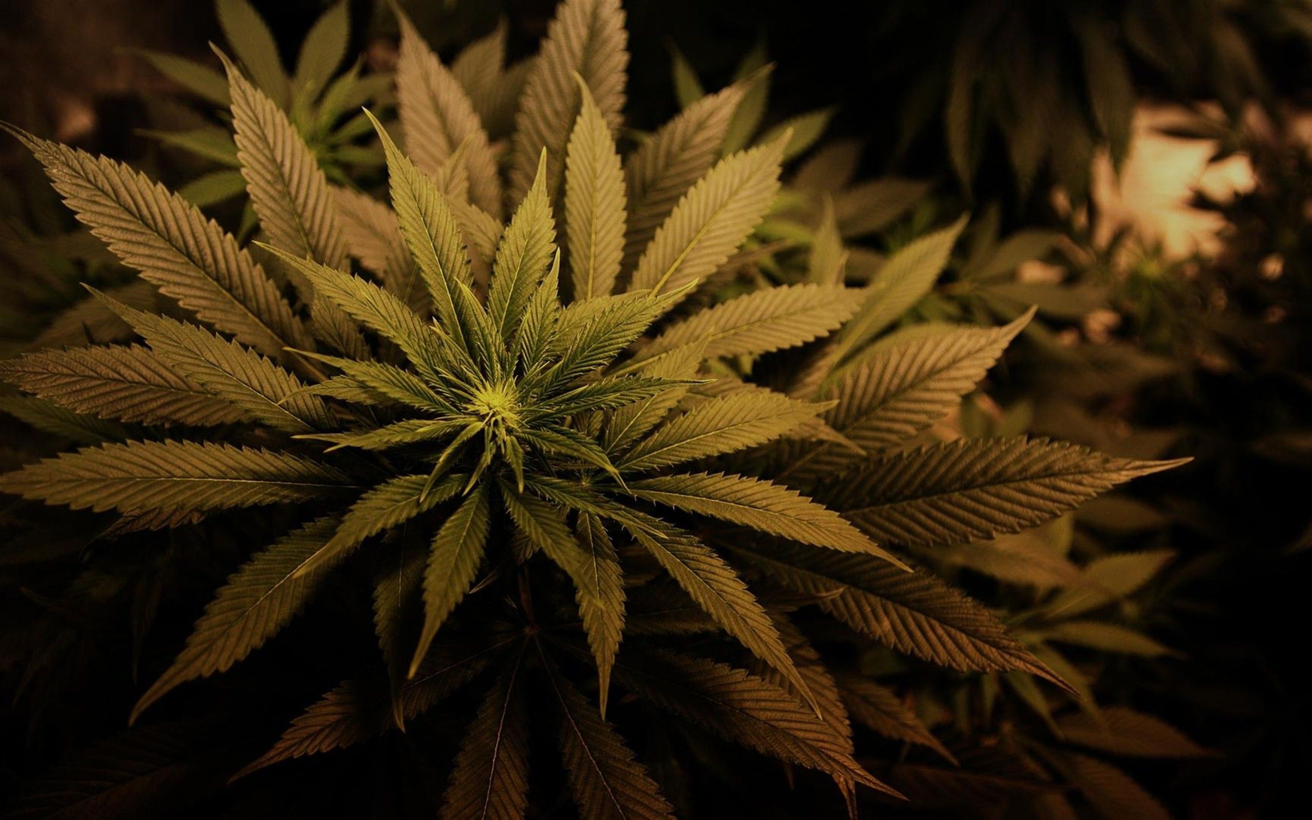 Fonds d'écran Cannabis : tous les wallpapers Cannabis