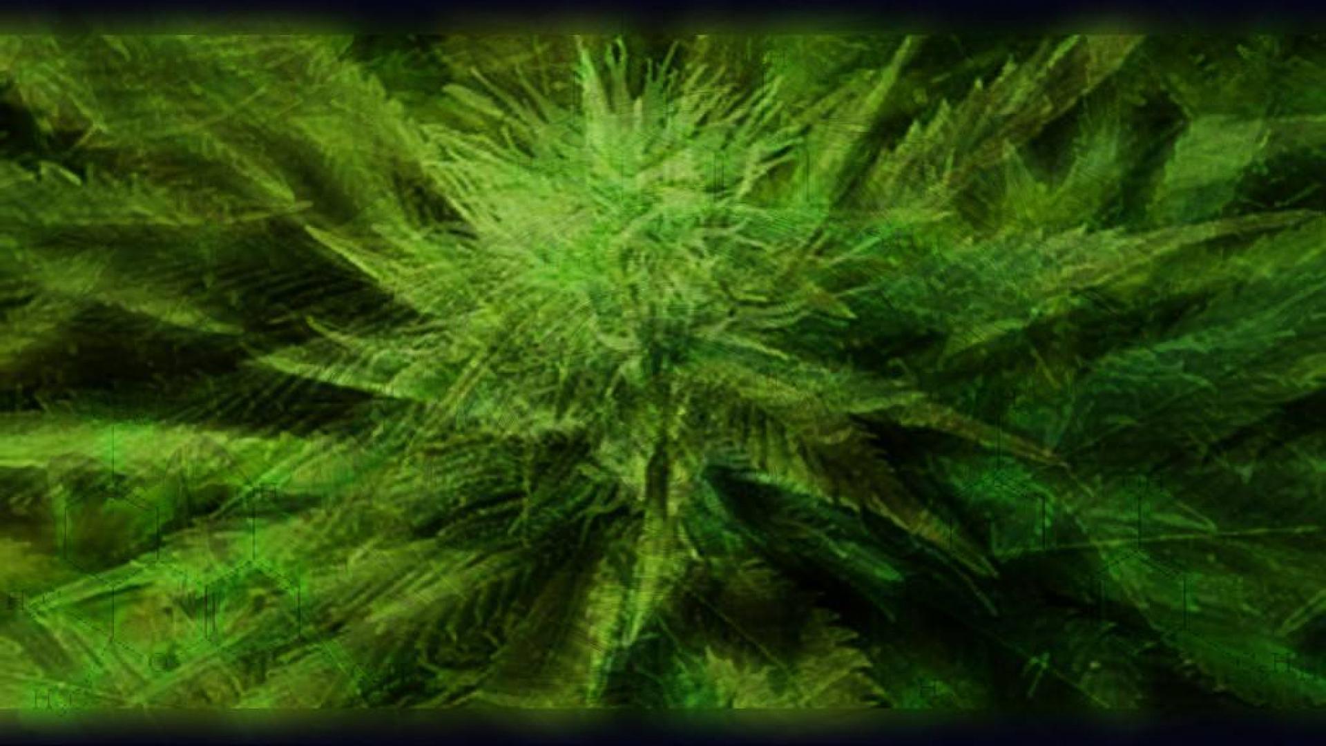 Marijuana wallpaper - (#14309) - High Quality and Resolution ...