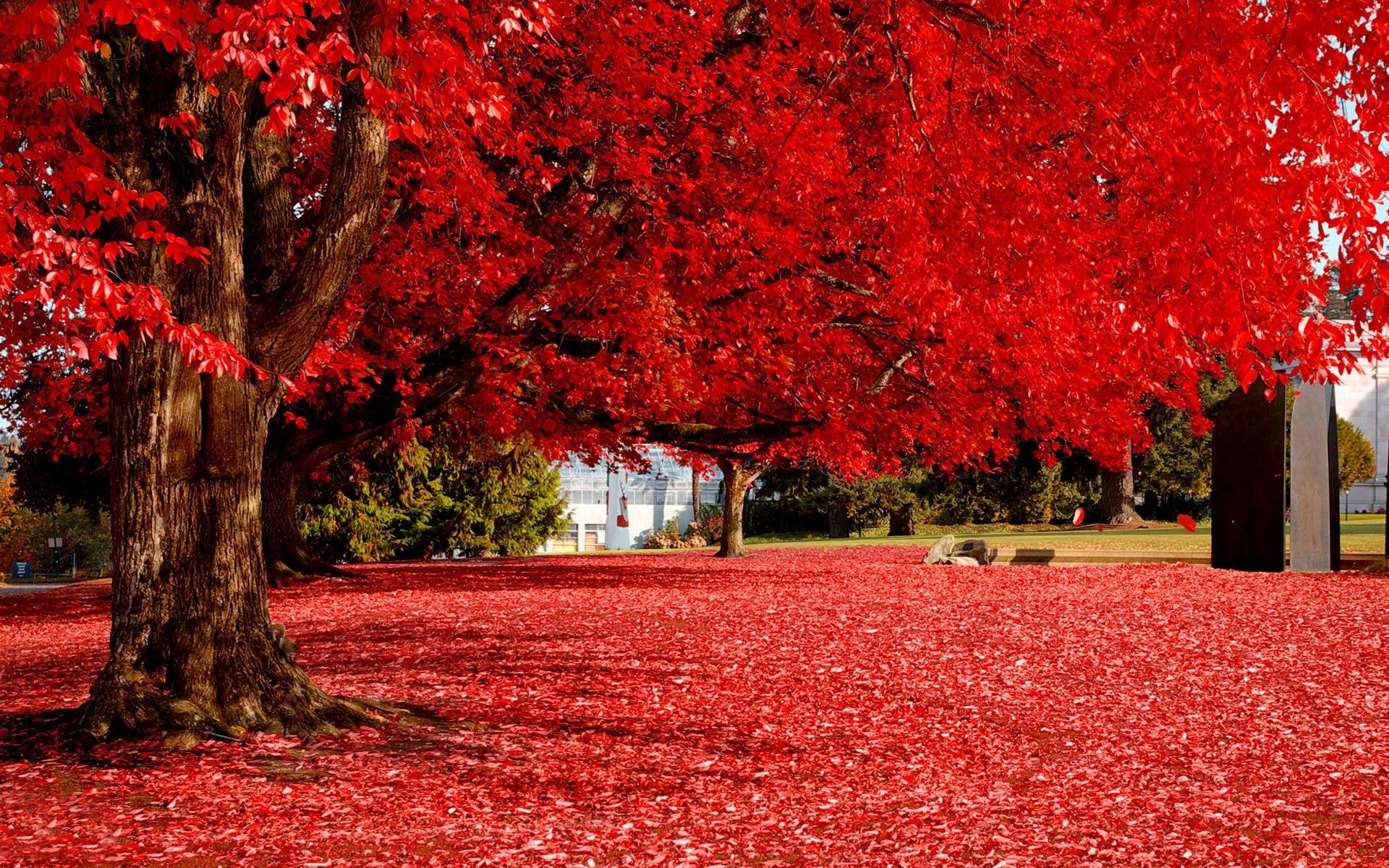 Red Tree Desktop Wallpaper Red Tree Photos Cool Backgrounds