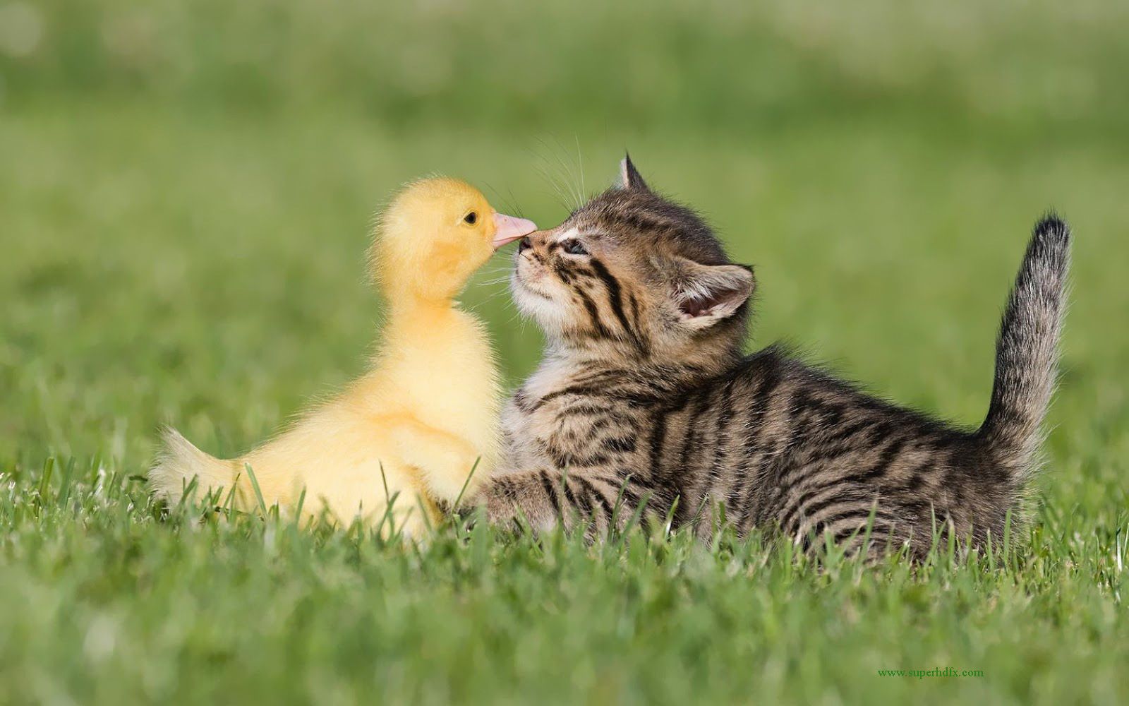 duck-and-cat-wallpapers.jpg