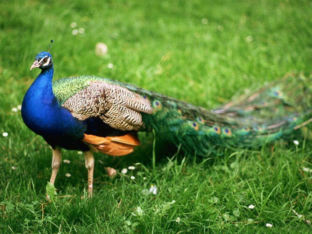 Beautiful Birds Desktop Backgrounds | One HD Wallpaper Pictures ...