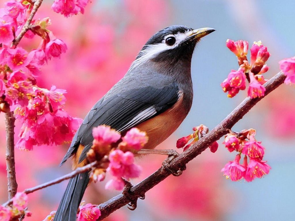 Beautiful Birds Wallpapers - Birds Desktop Wallpapers | Wallpaper Zone