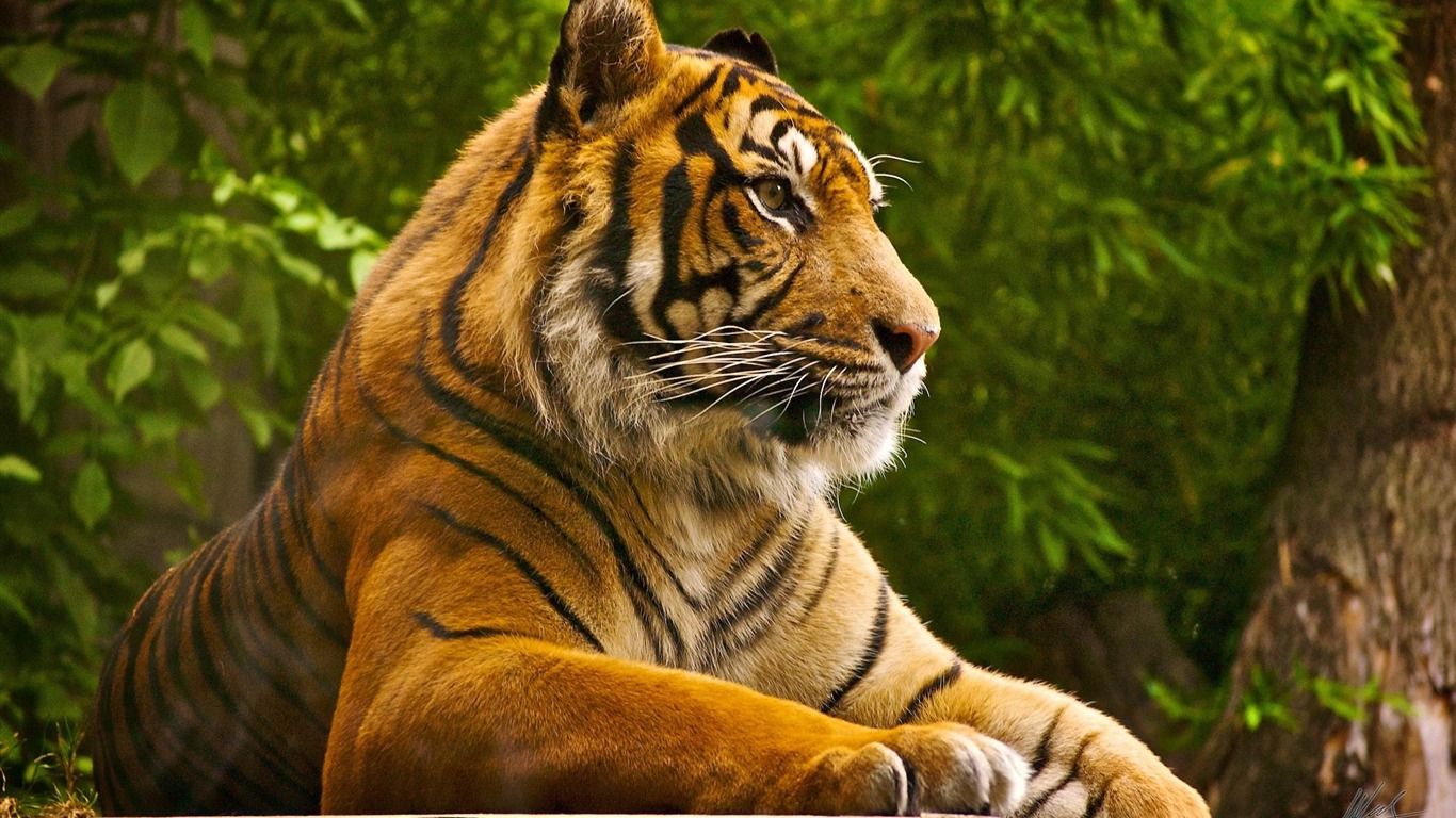 Beautiful Tiger Wallpaper - Wallpapers High Definition