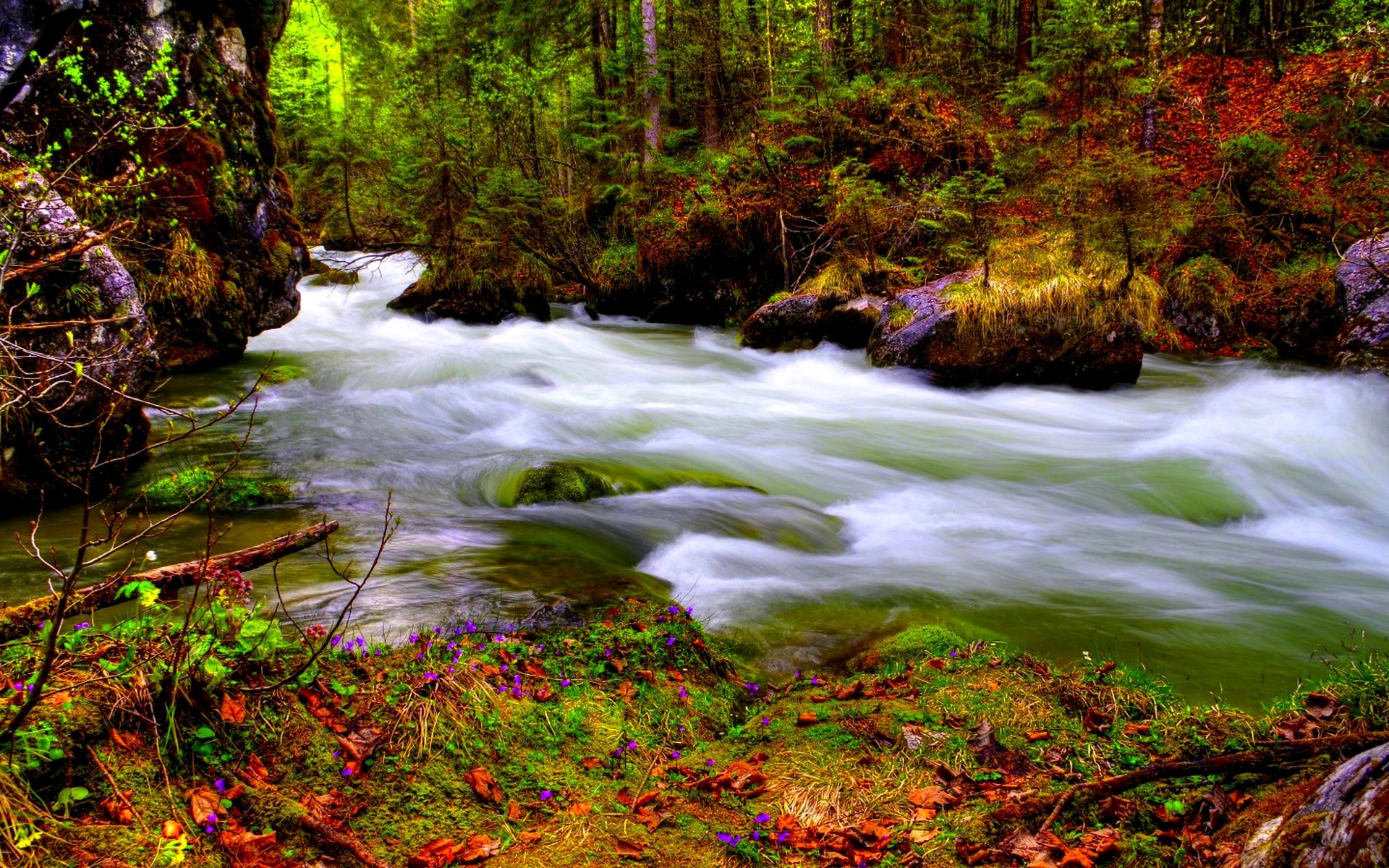 Jungle River HD Wallpapers | Hd Wallpapers