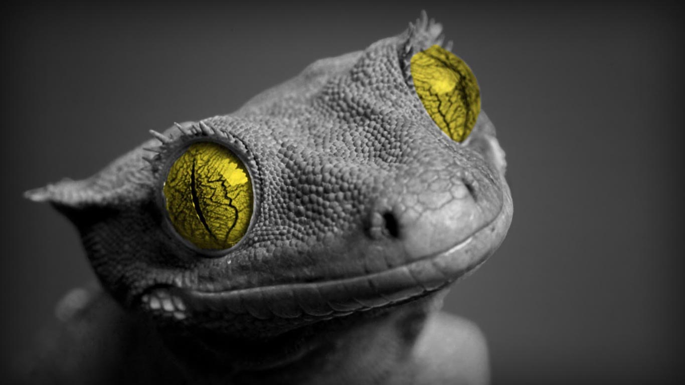 Cute lizard laptop 1366x768 backgrounds | Free Background