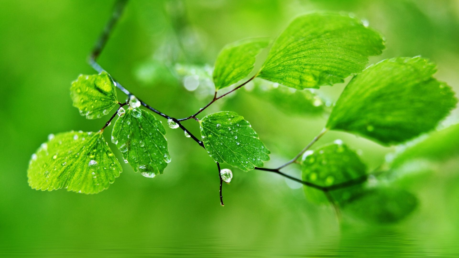 Green Nature Wallpapers HD Pictures | One HD Wallpaper Pictures ...