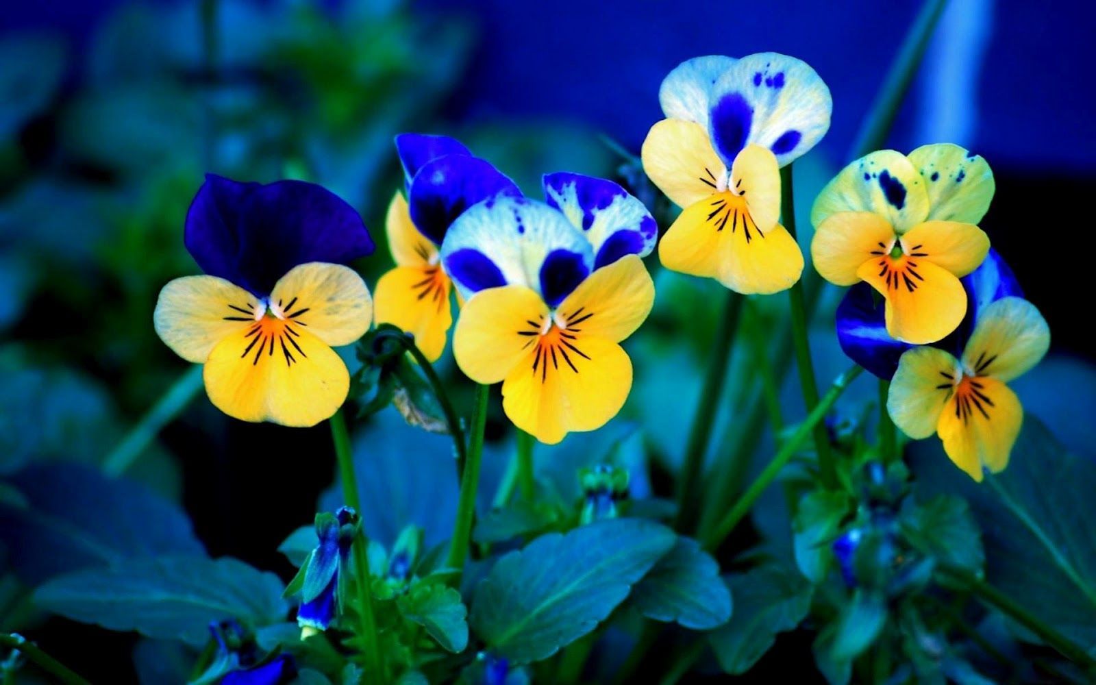 Nature Flower Wallpaper Hd For Desktop Free Download (4) - Funny ...