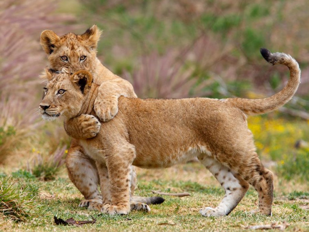 Lion Cubs Wallpapers | HD Wallpapers | Pictures | Images ...