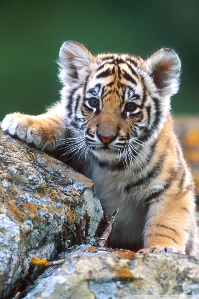 Tiger Cub HD desktop wallpaper : High Definition : Fullscreen : Mobile