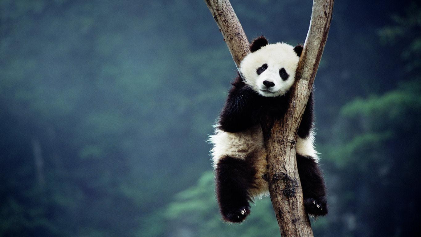 Panda Cubs Wallpaper - wallpaper.