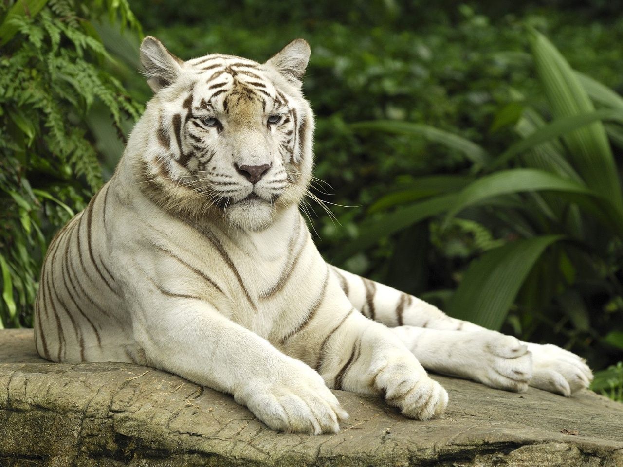 190 White Tiger HD Wallpapers | Backgrounds - Wallpaper Abyss