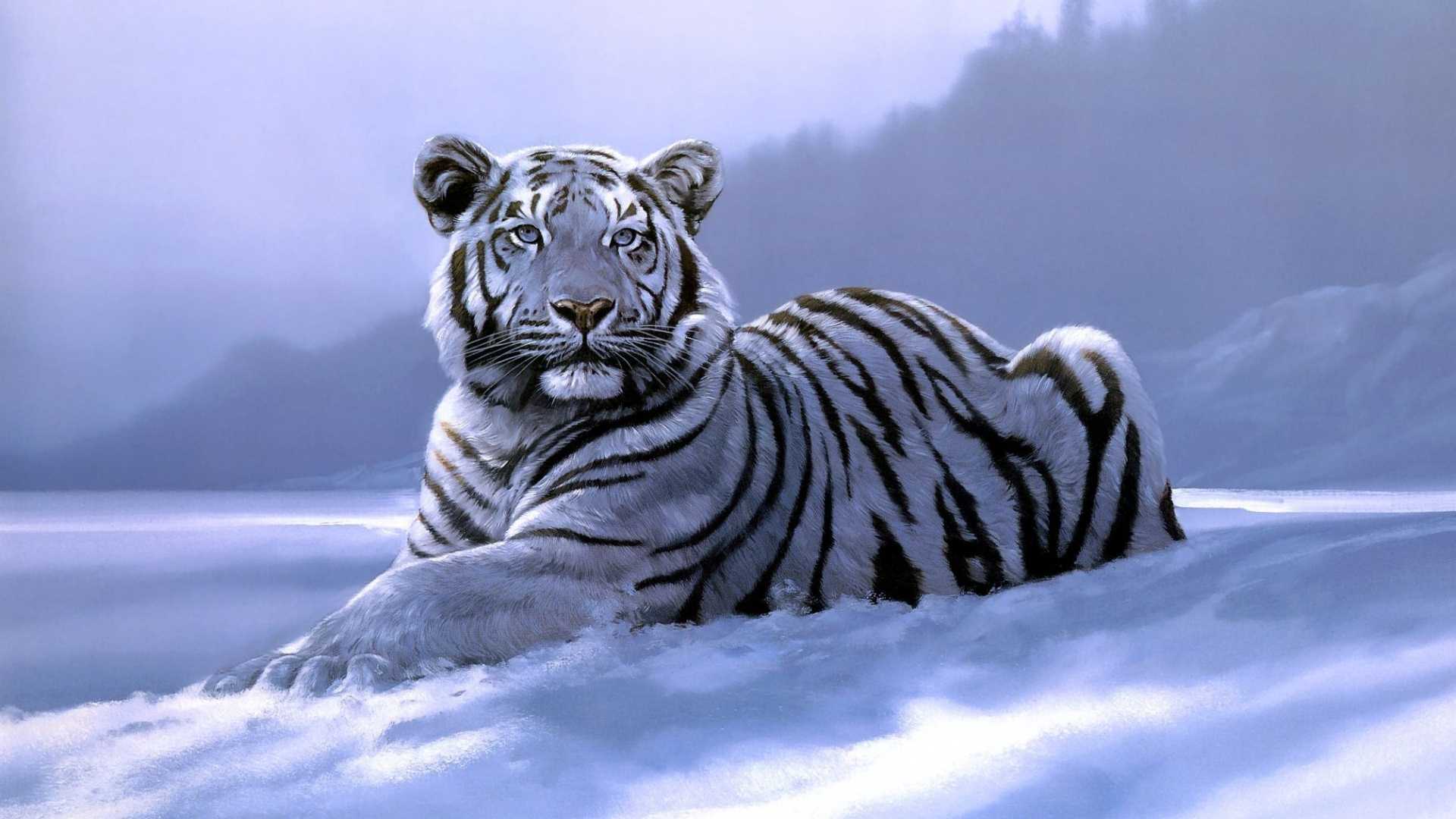 White Tiger Wallpaper Best Collection Of Tiger HD Wallpapers