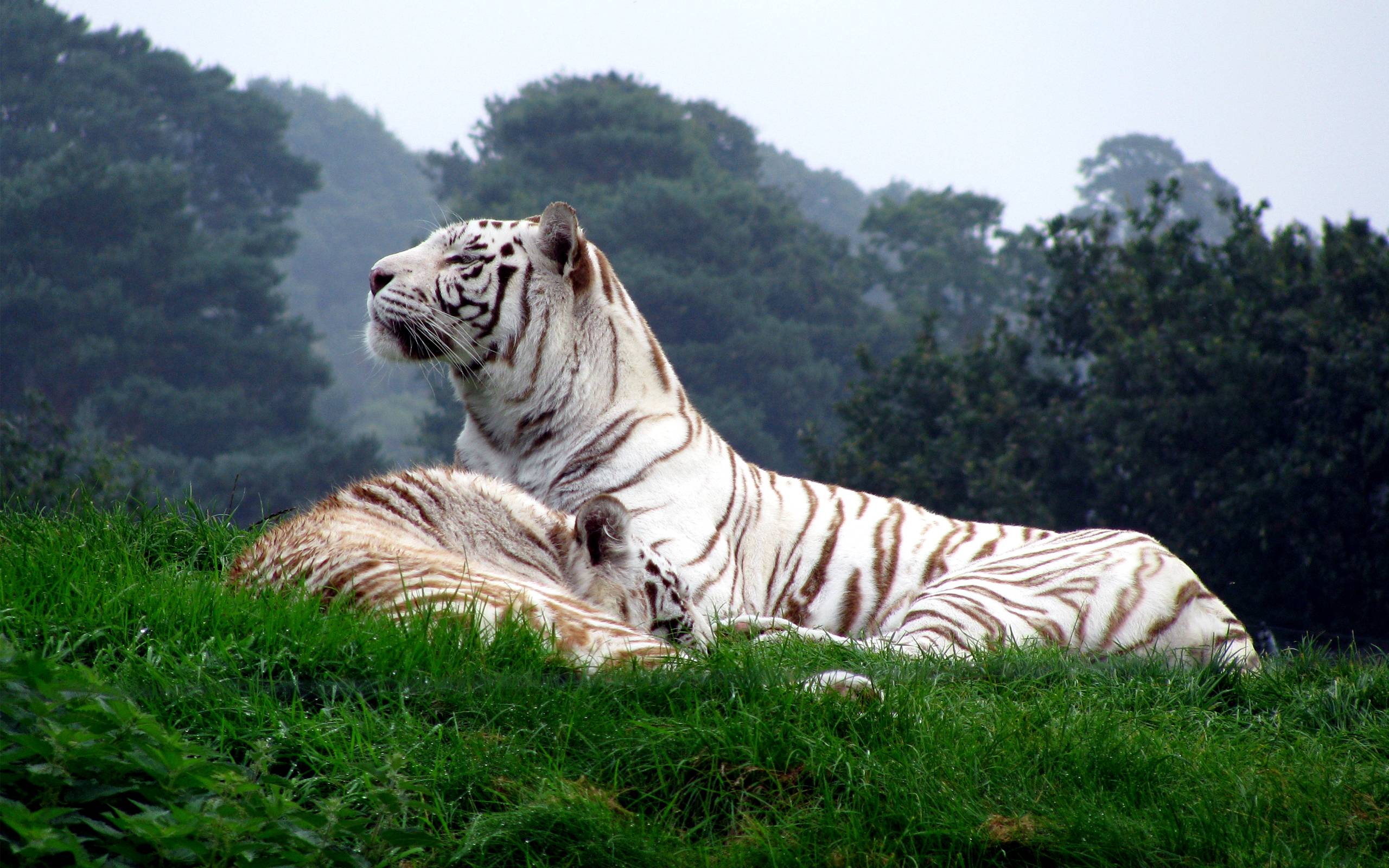White Tigers Wallpapers