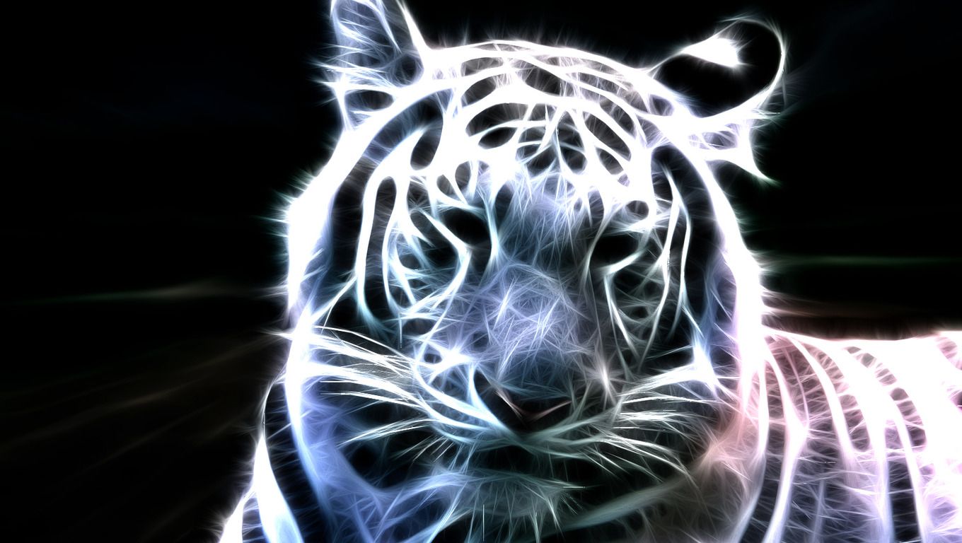 Gallery for - white tiger pictures wallpaper