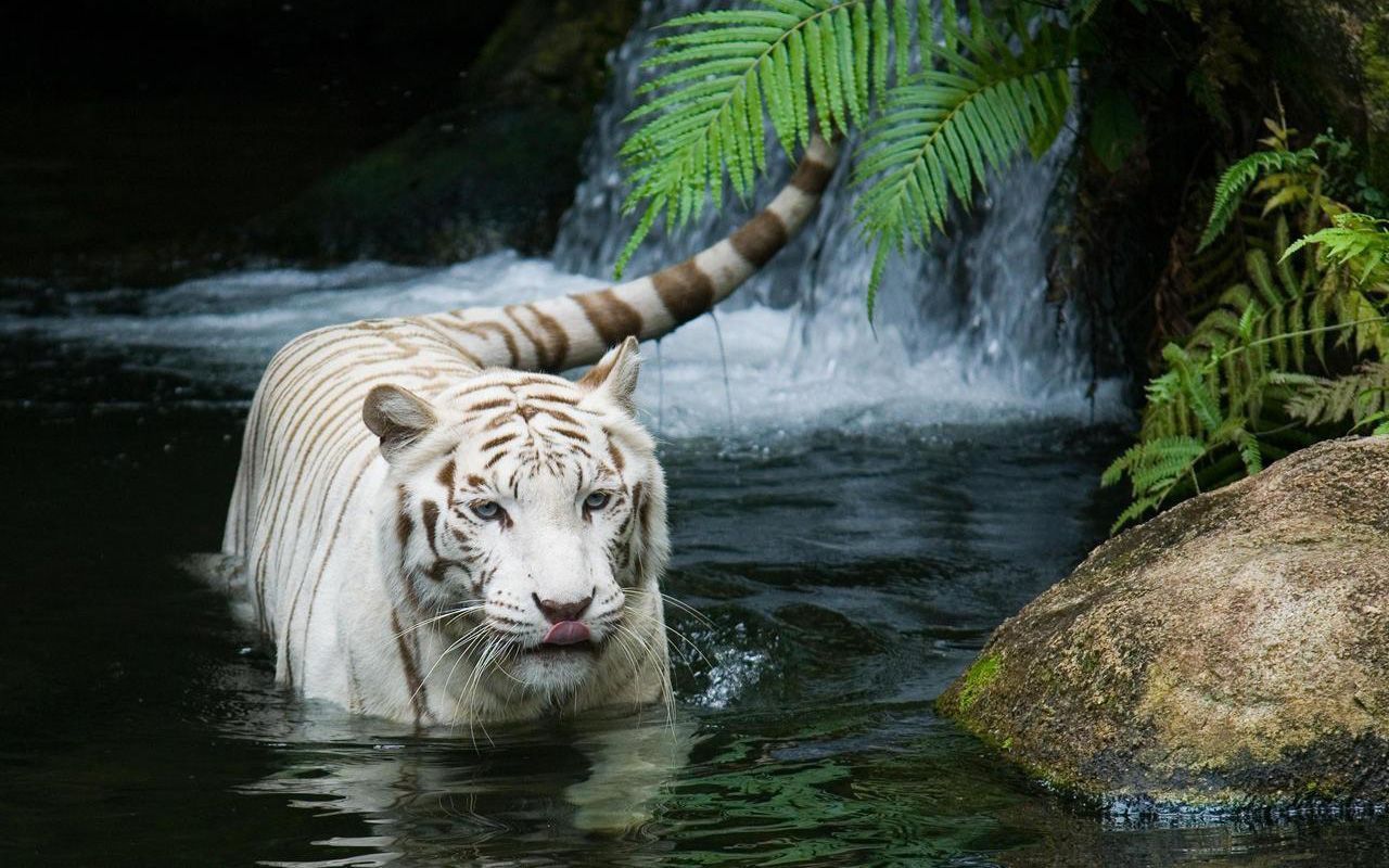 White Tiger Beautiful Wallpapers | HD Wallpapers