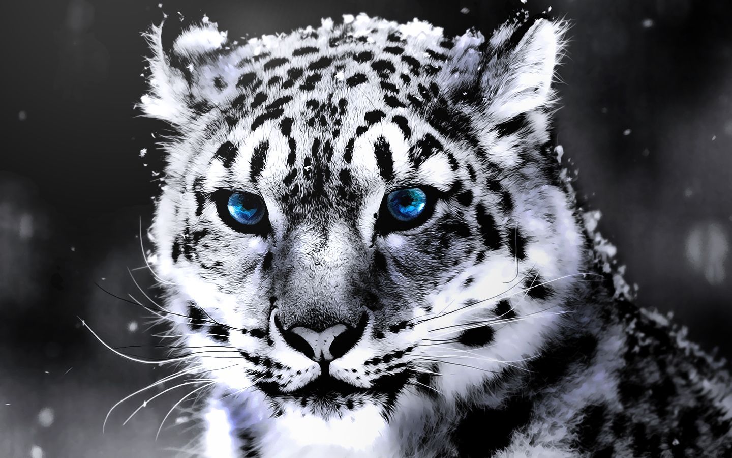 white tigers wallpaper hd 8 - High Definition : Widescreen Wallpapers