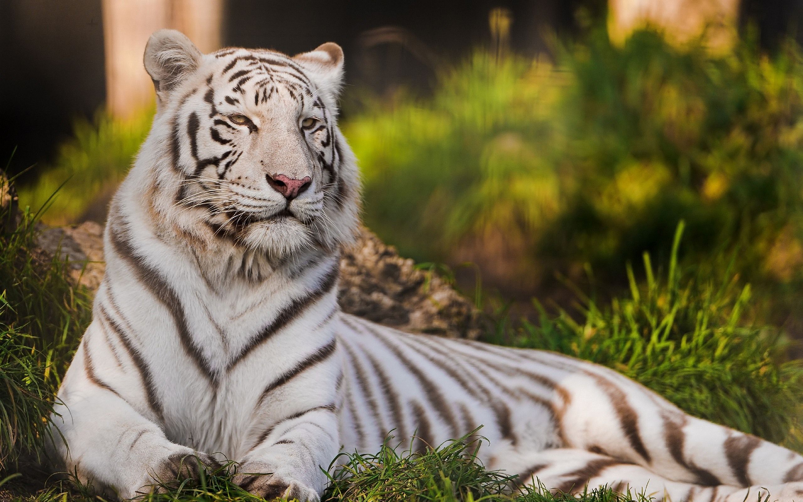 White Tiger Wallpapers | Pictures