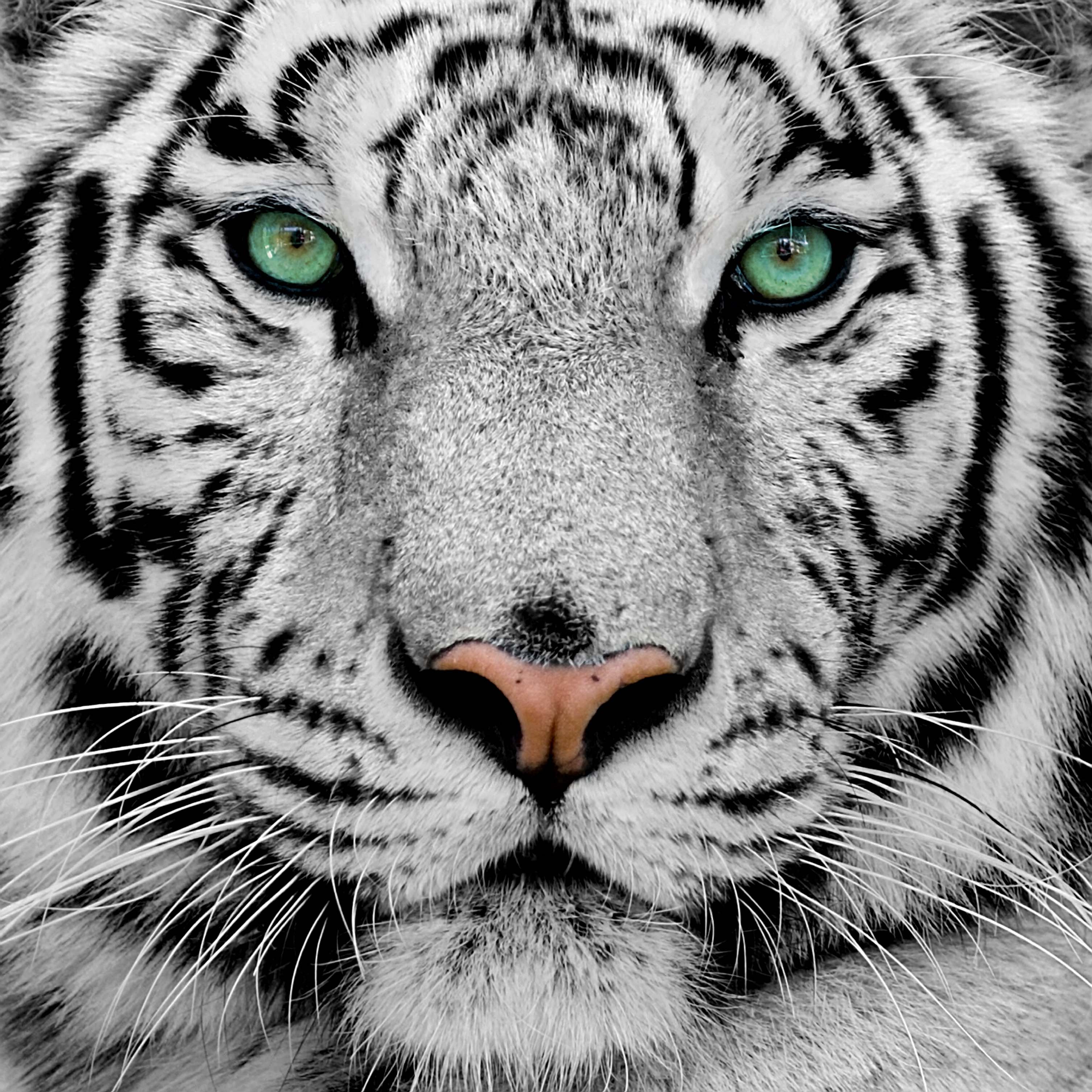 white-tiger-images-wallpaper.jpg
