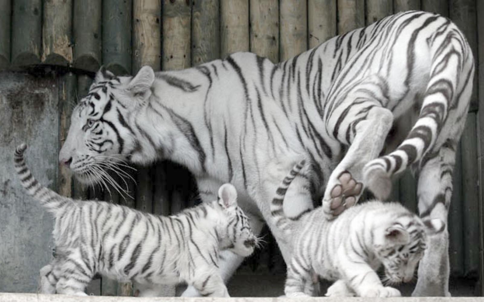 desktop-baby-white-tigers-wallpaper.jpg