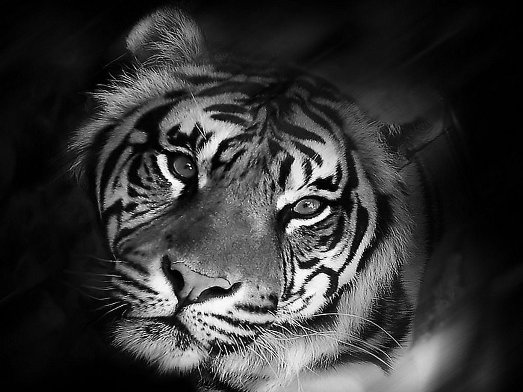 White Tigers Wallpaper - All Wallpapers New