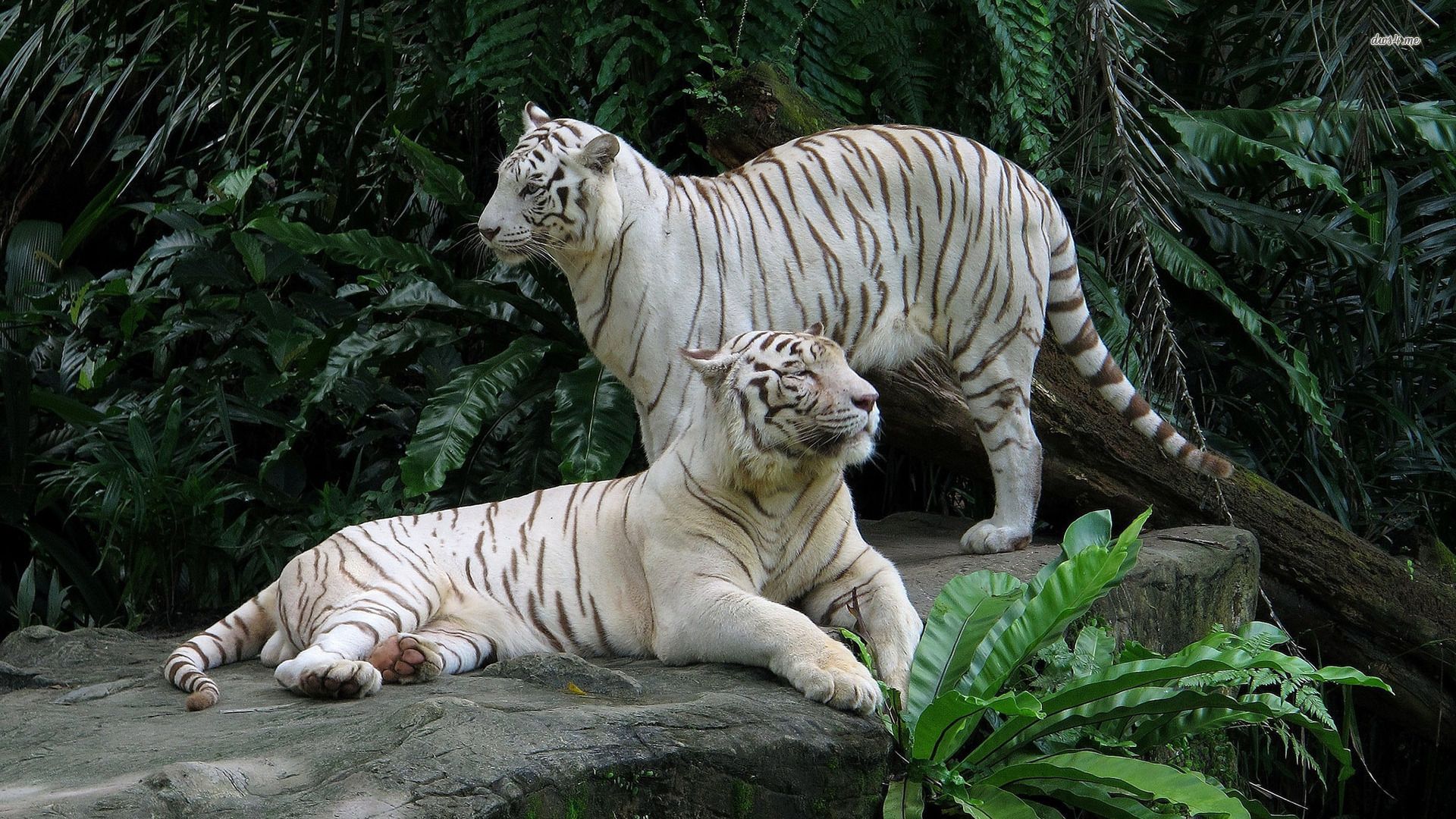 White tigers wallpaper - Animal wallpapers - #32225