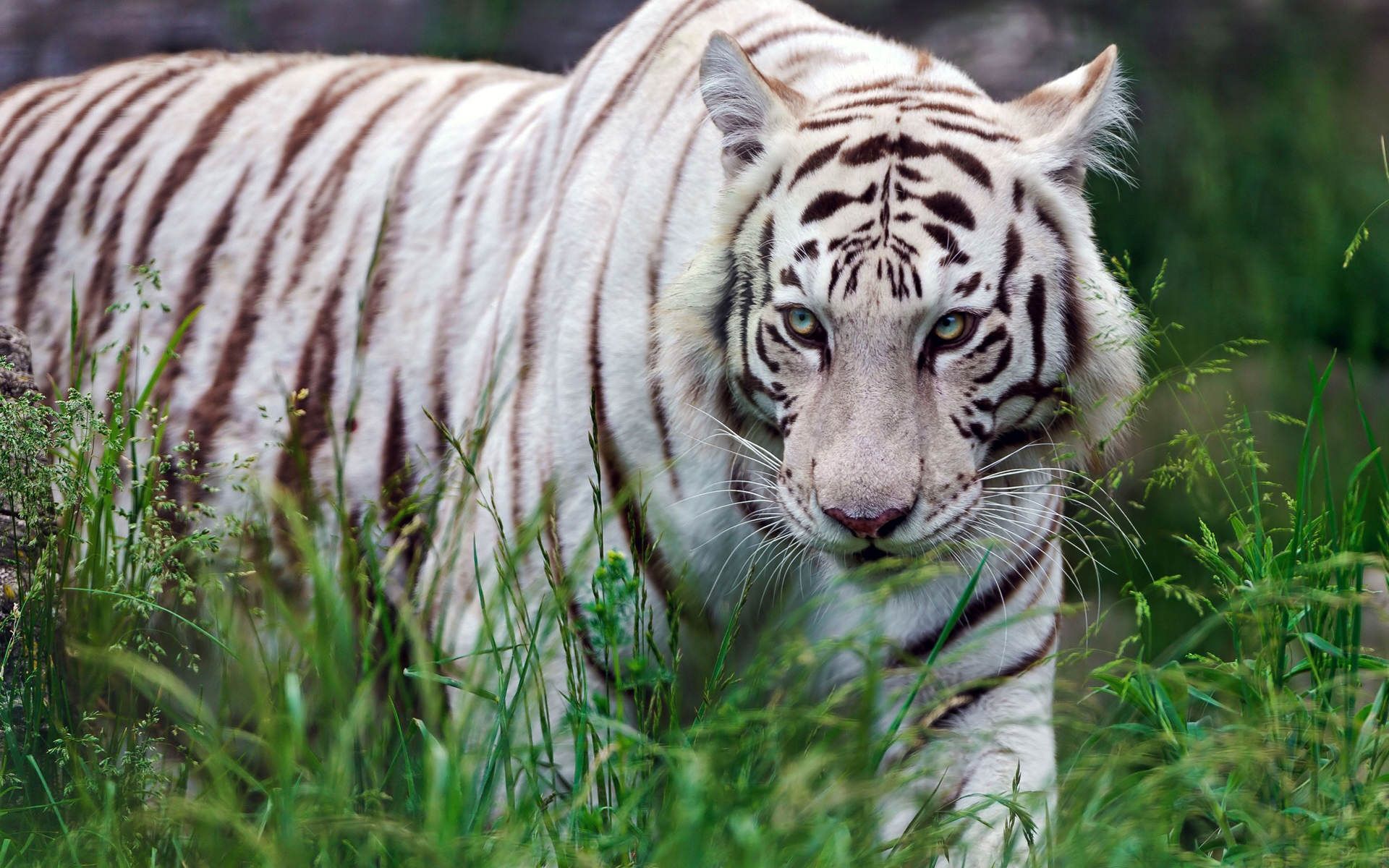 white, tiger, wallpaper, pics, images, photos, hd, for, laptop ...