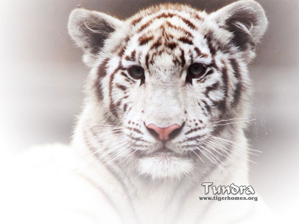 Tiger Desktop Wallpaper - White Tiger - Bengal and Siberian Tigers ...